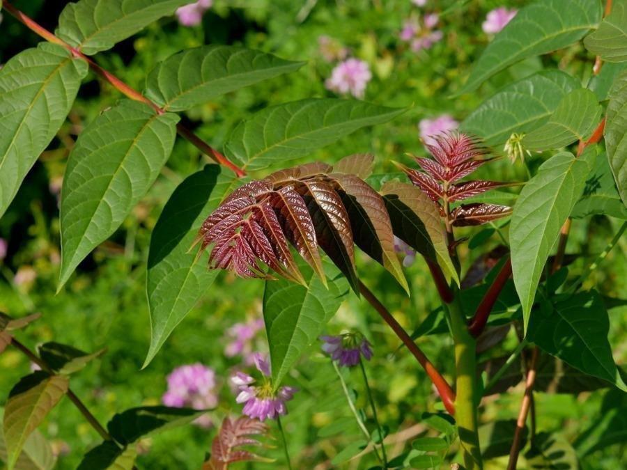 Panasonic LUMIX G7KS 4K Mirrorless Camera, 16 Megapixel Digital Camera, 14-42 mm Lens Kit, DMC-G7KS - Customer Photo 1