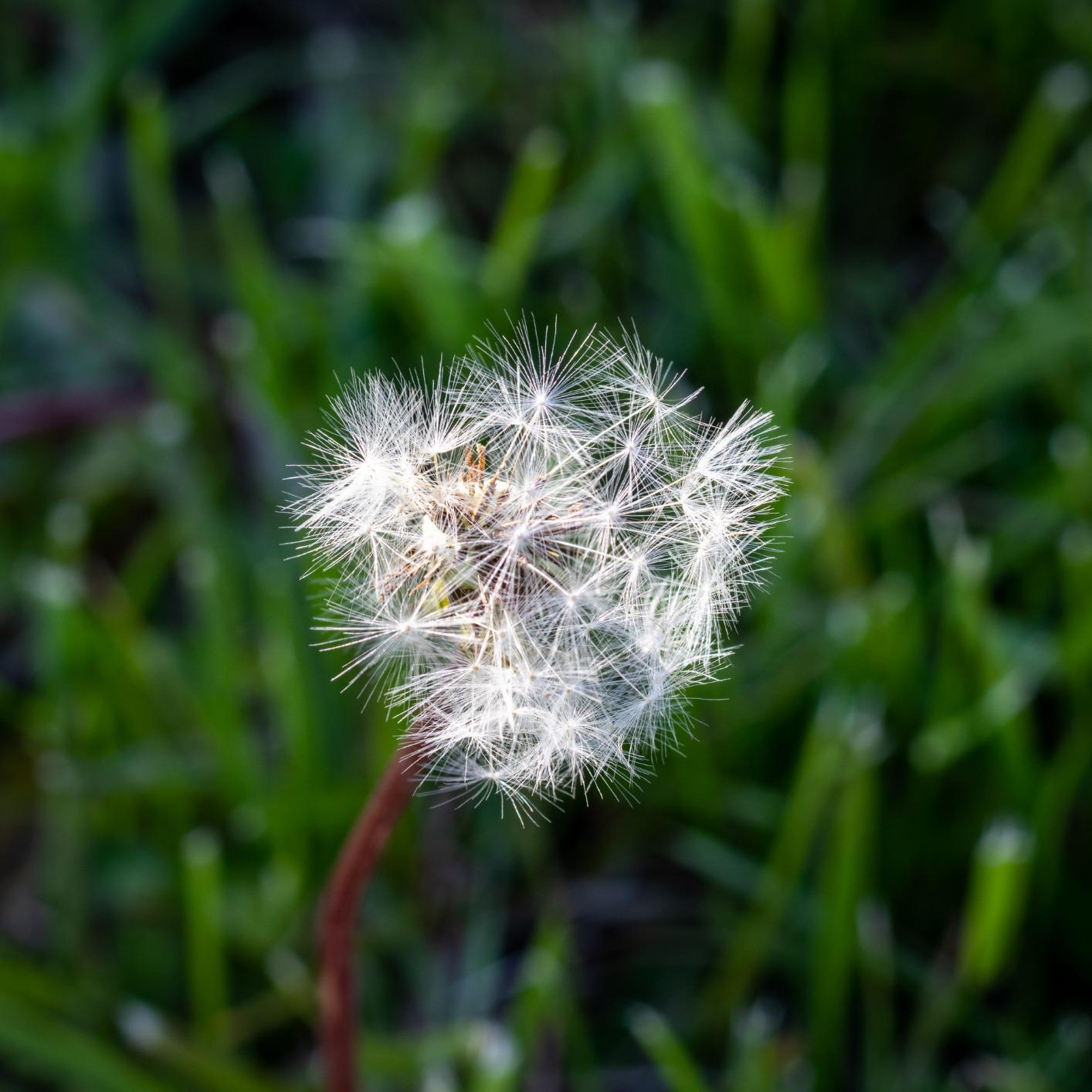 Canon EF 50mm f/1.8 STM Lens - Customer Photo 1