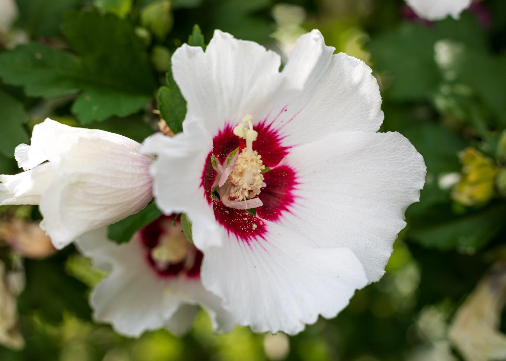 Canon EF 50mm f/1.8 STM Lens - Customer Photo 1