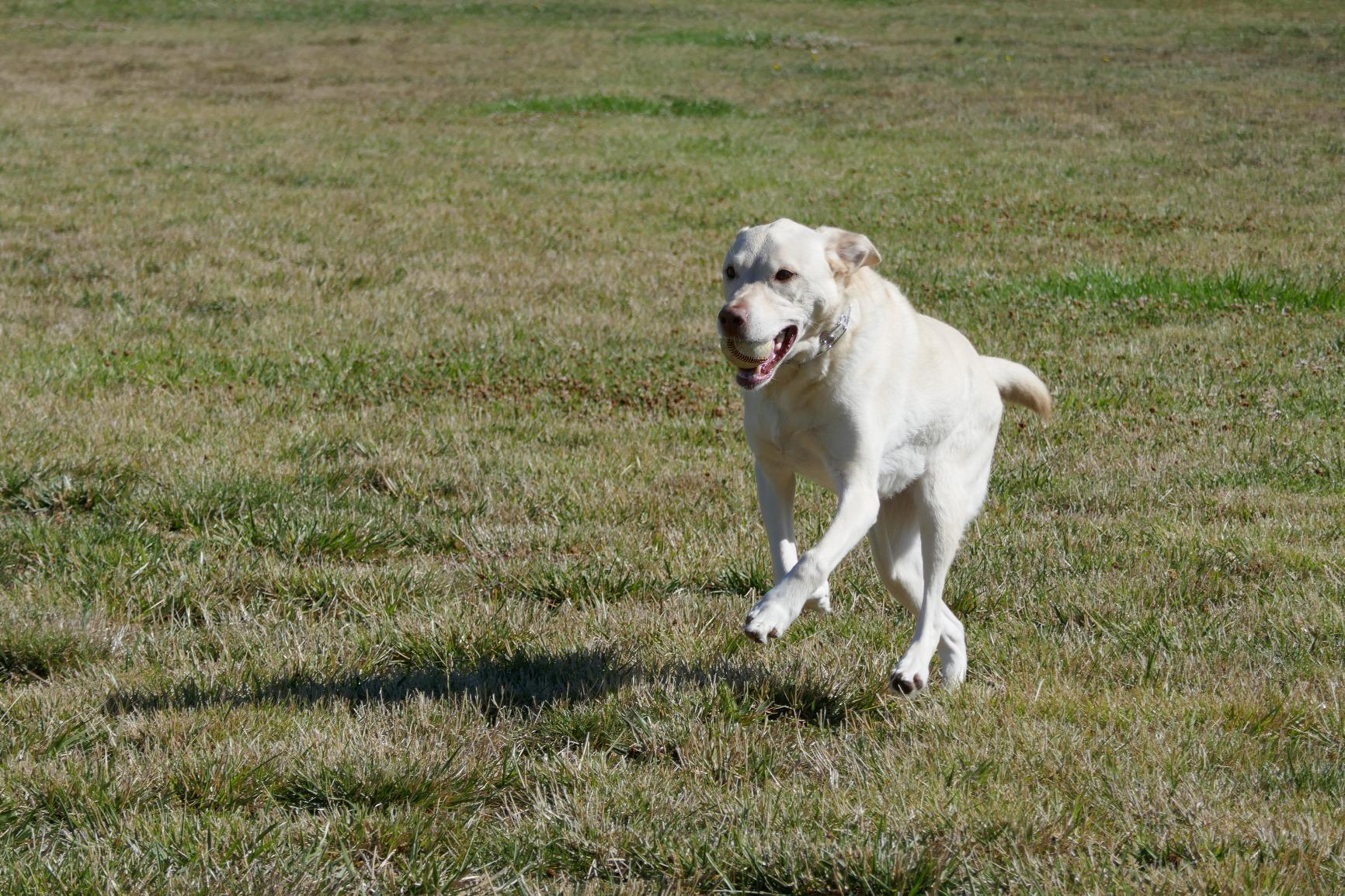 Panasonic LUMIX ZS100 4K Digital Camera, 20.1 Megapixel 1-Inch Sensor 30p Video Camera, 10X LEICA DC VARIO-ELMARIT Lens, F2.8-5.9 Aperture, HYBRID O.I.S. Stabilization, 3-Inch LCD, DMC-ZS100K (Black) - Customer Photo 2