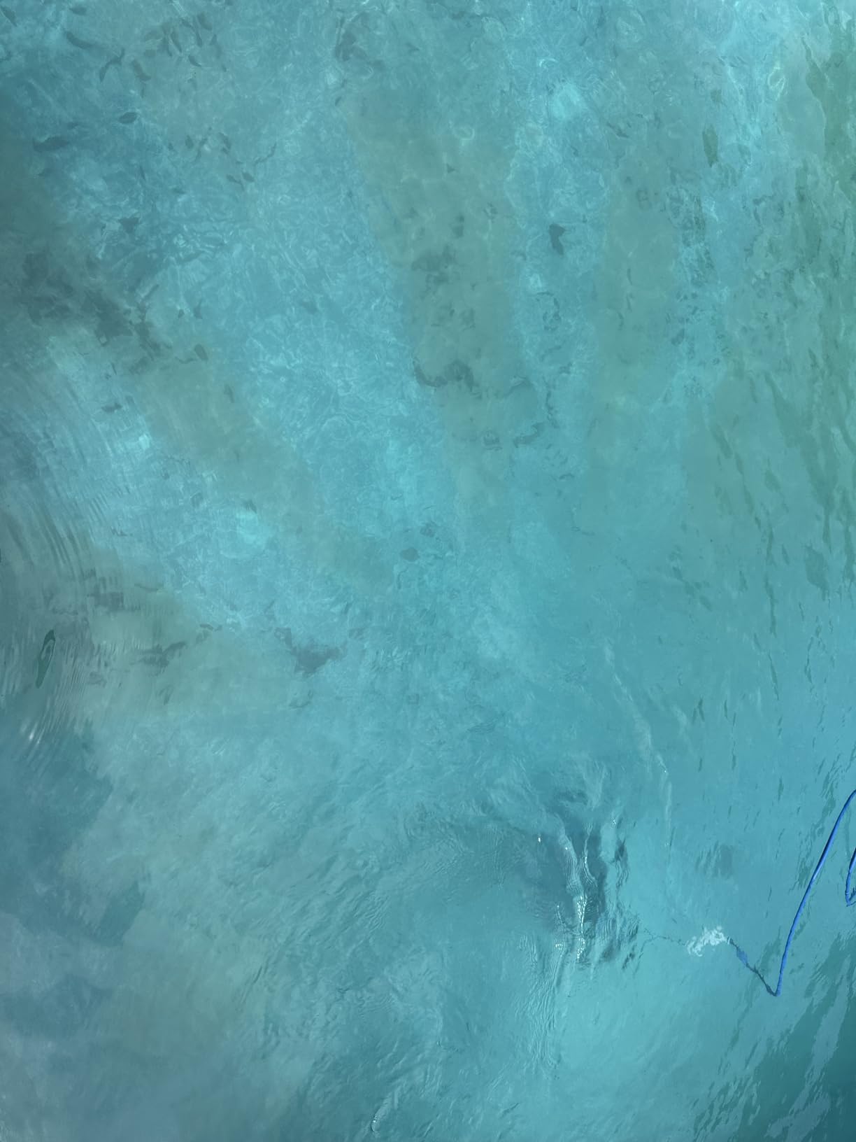 Dolphin Premier Robotic Pool Cleaner (2026 Model) with Multimedia, Oversized Leaf Bag, Standard & Ultrafine Filters, Weekly Timer, Waterline Cleaning & More — for In-ground Swimming Pools up to 50ft Customer Review Dolphin Premier Robotic Pool Cleaner (2026 Model) with Multimedia, Oversized Leaf Bag, Standard & Ultrafine Filters, Weekly Timer, Waterline Cleaning & More — for In-ground Swimming Pools up to 50ft - Customer Photo 1