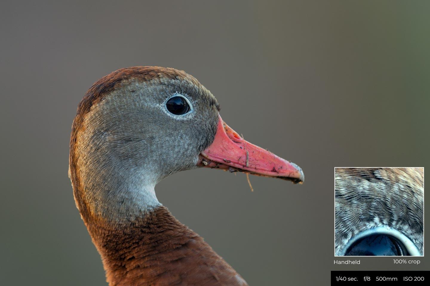 Nikon AF-S FX NIKKOR 200-500mm f/5.6E ED Vibration Reduction Zoom Lens with Auto Focus for Nikon DSLR Cameras Customer Review Nikon AF-S FX NIKKOR 200-500mm f/5.6E ED Vibration Reduction Zoom Lens with Auto Focus for Nikon DSLR Cameras - Customer Photo 2