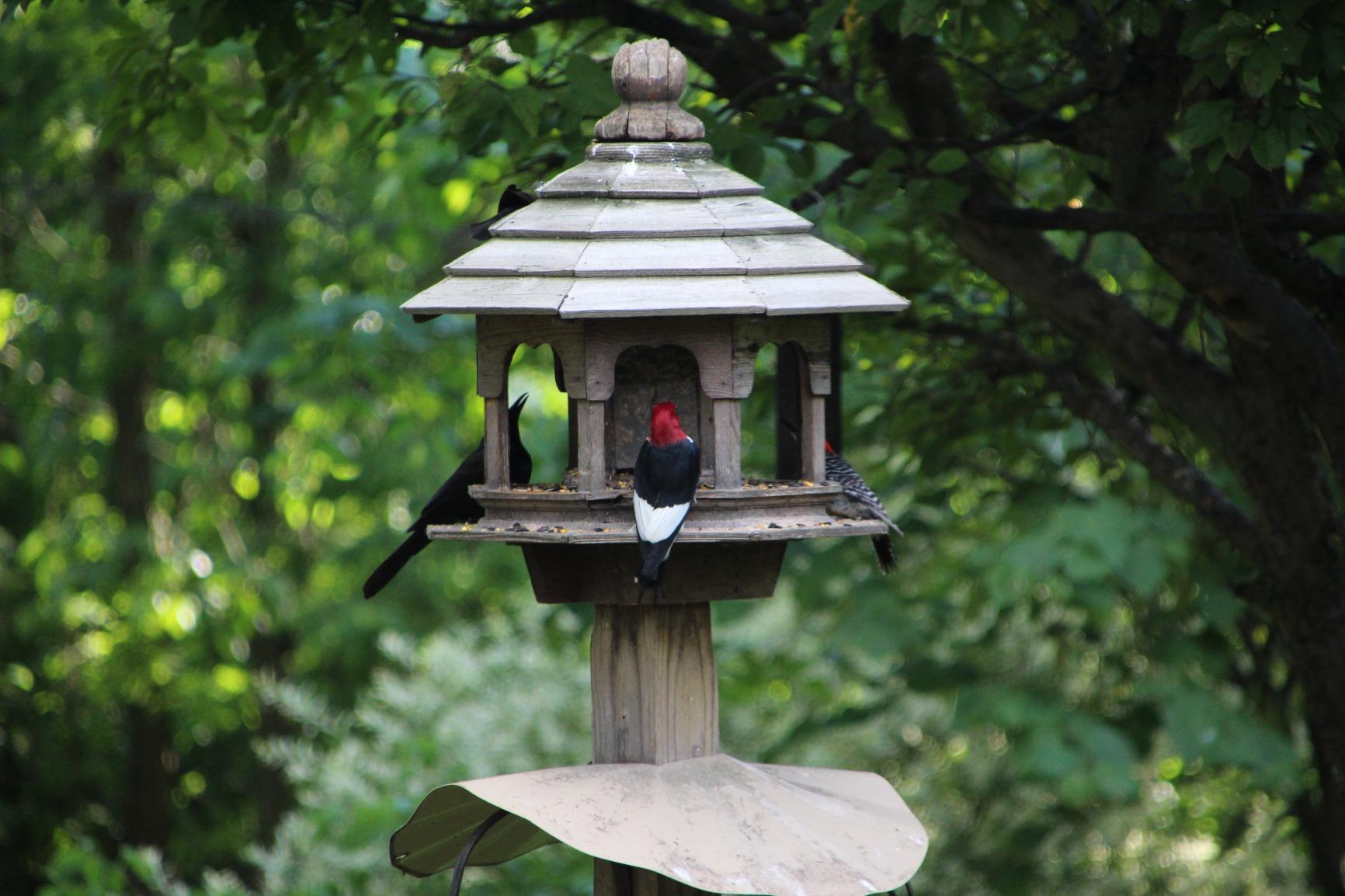 Tamron AF 18-200mm F/3.5-6.3 Di-II VC All-in-One Zoom for Canon APS-C Digital SLR - Customer Photo 1