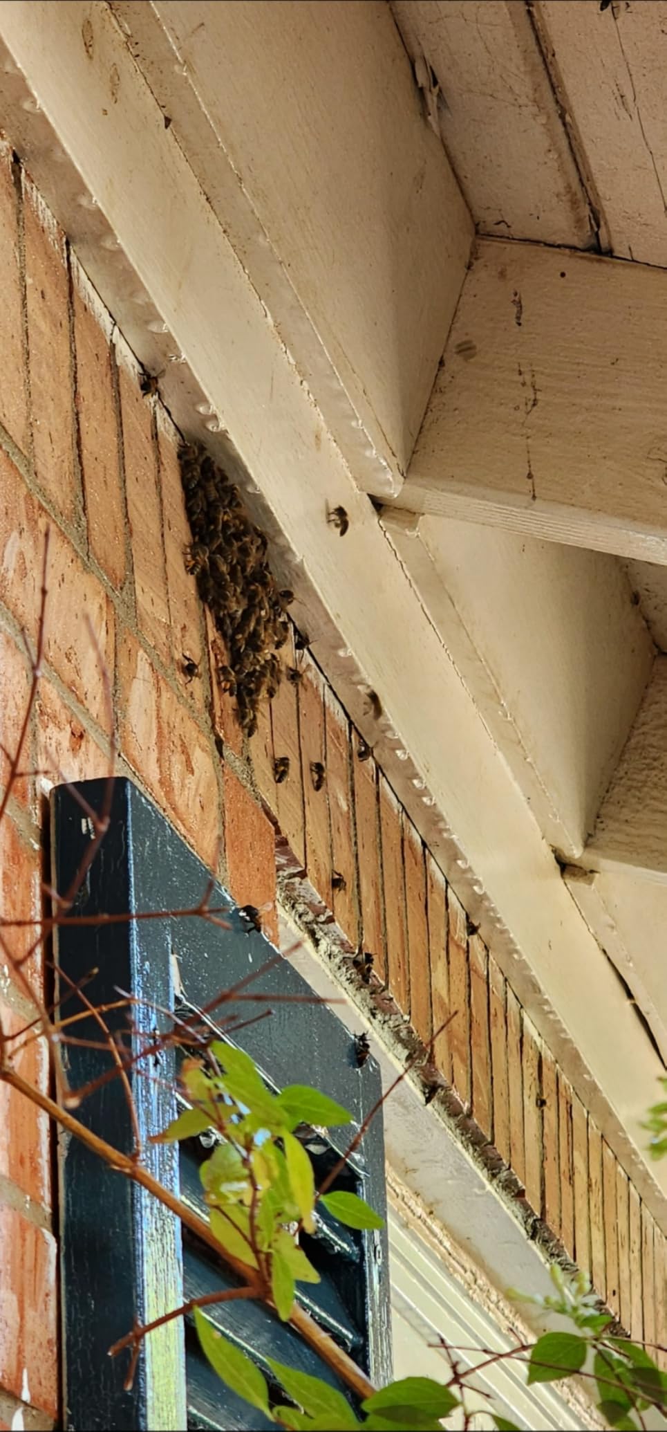 BioAdvanced Termite and Carpenter Bee Killer Plus, Foam, 18 oz - Customer Photo 1