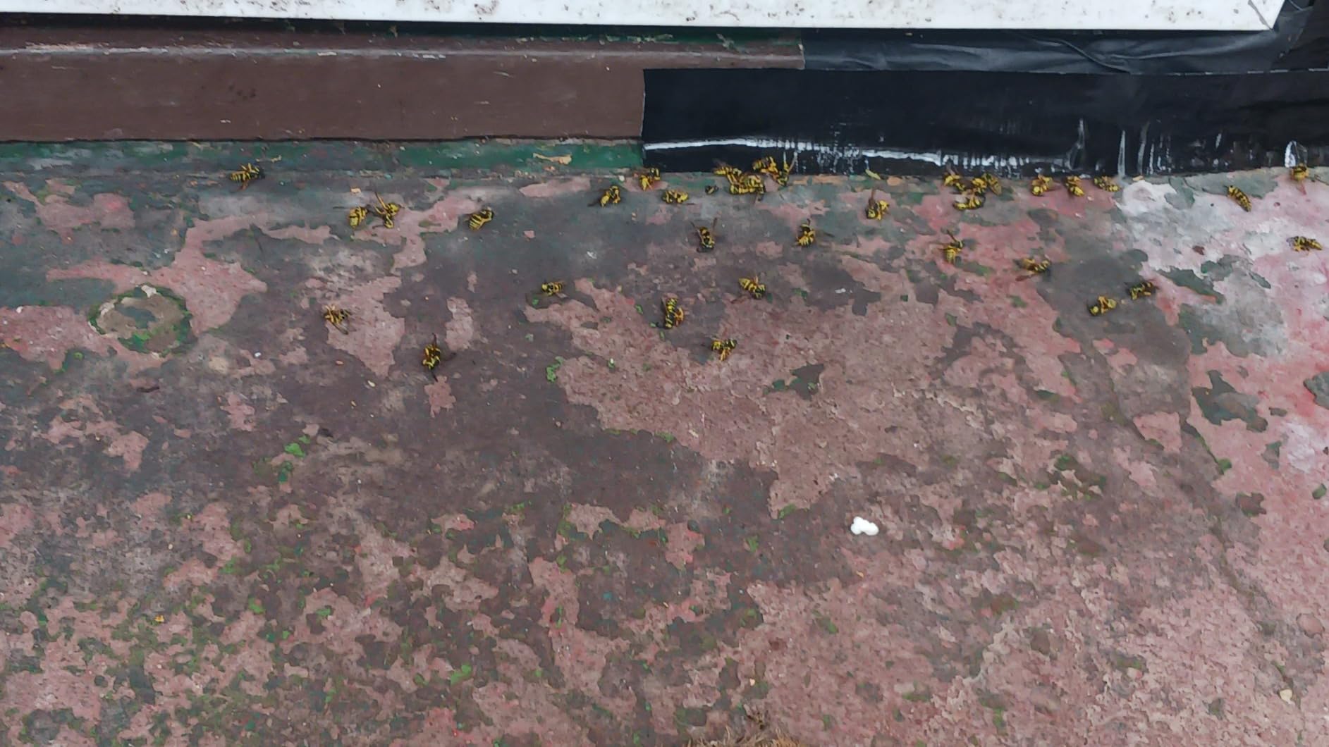 BioAdvanced Termite and Carpenter Bee Killer Plus, Foam, 18 oz - Customer Photo 2