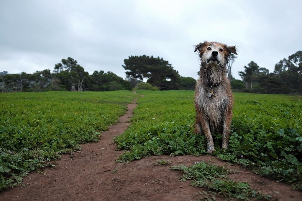 Fujifilm X70 Digital Camera (Silver) - Customer Photo 2