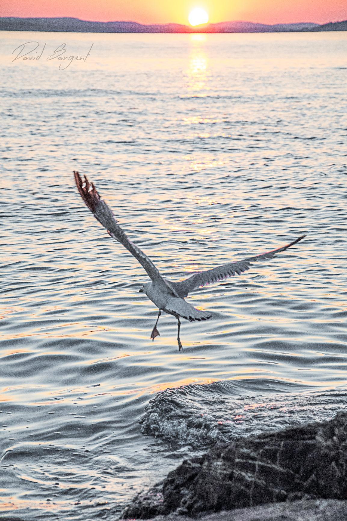 Nikon D500 DX-Format Digital SLR (Body Only), Base - Customer Photo 3