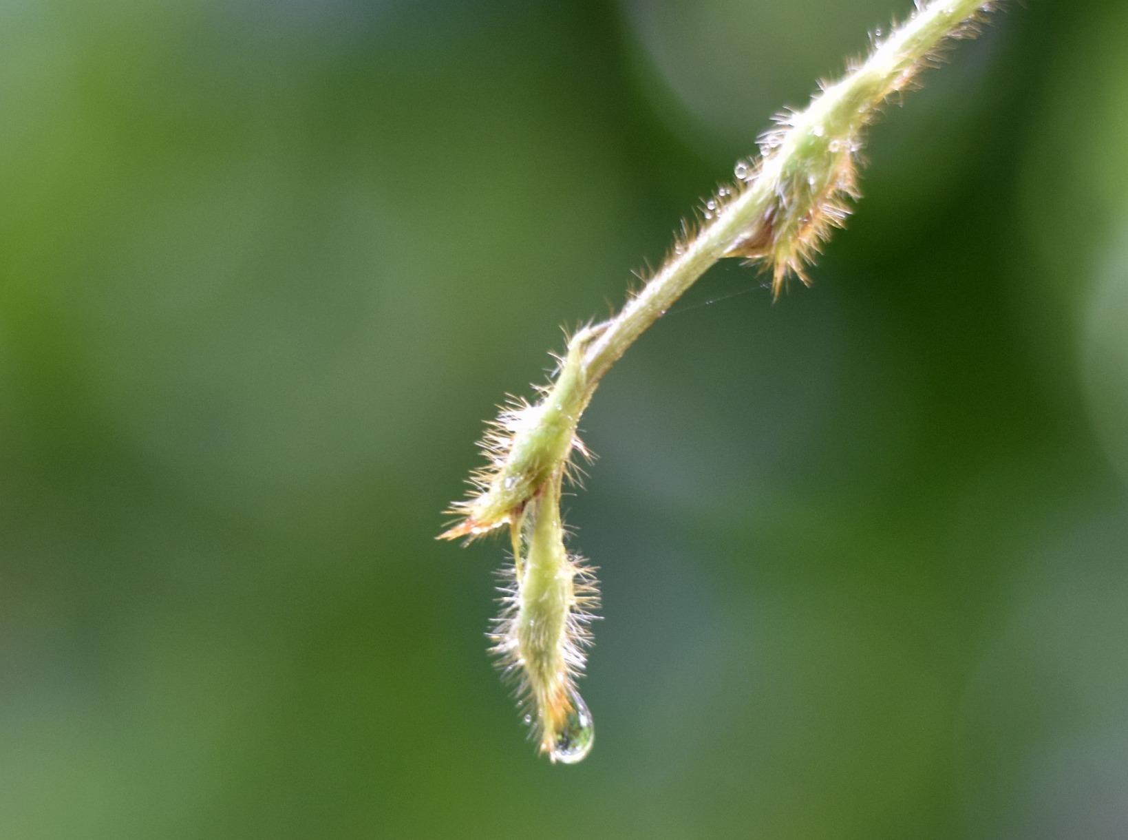 YONGNUO YN50mm F1.8N Standard Prime Lens, Large Aperture Auto Manual Focus AF MF for Nikon DSLR Cameras - Customer Photo 2