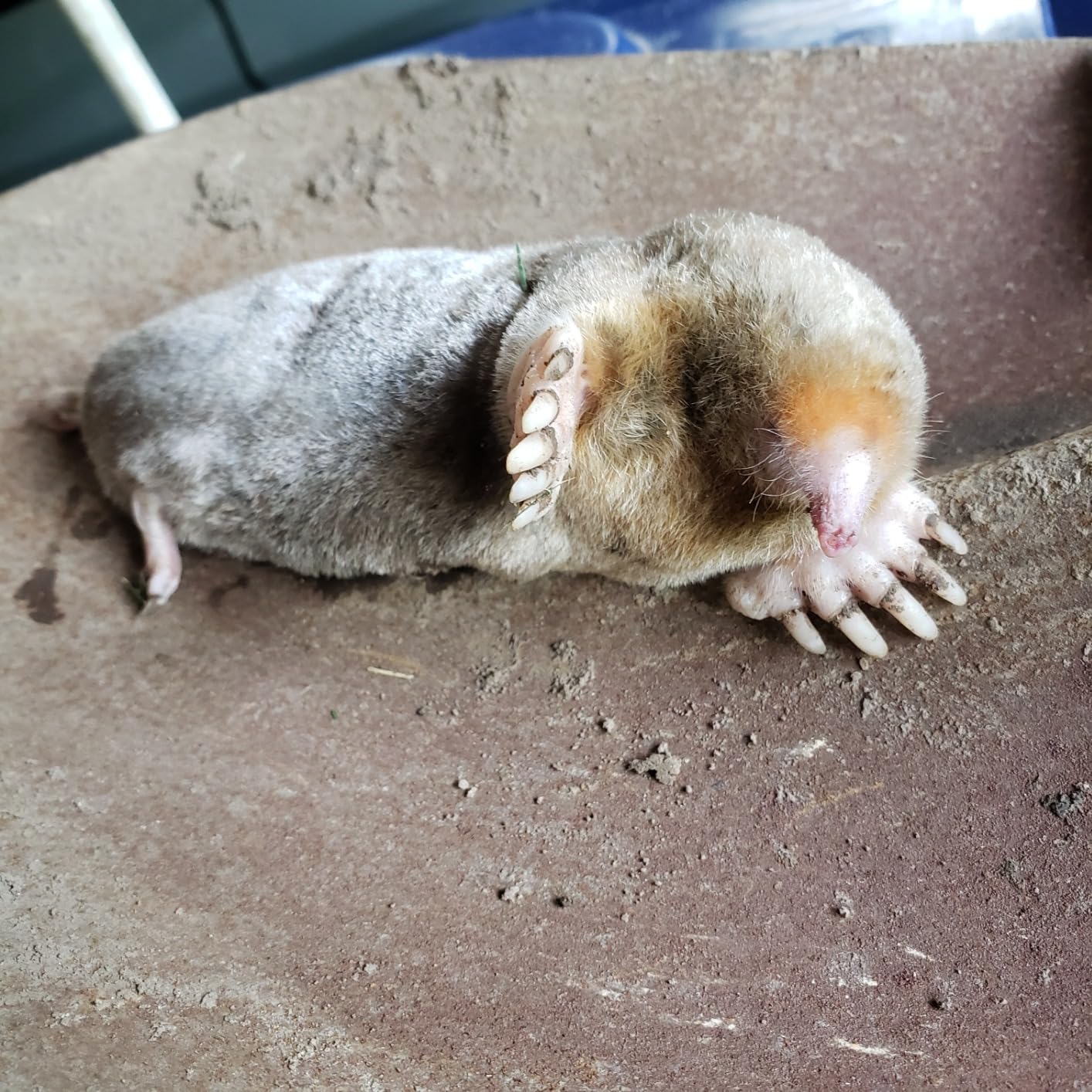 I Must Garden Mole & Vole Repellent: Professional Strength - Twice The Coverage - All Natural Ingredients - Pleasant Scent - 10lb - Customer Photo 1