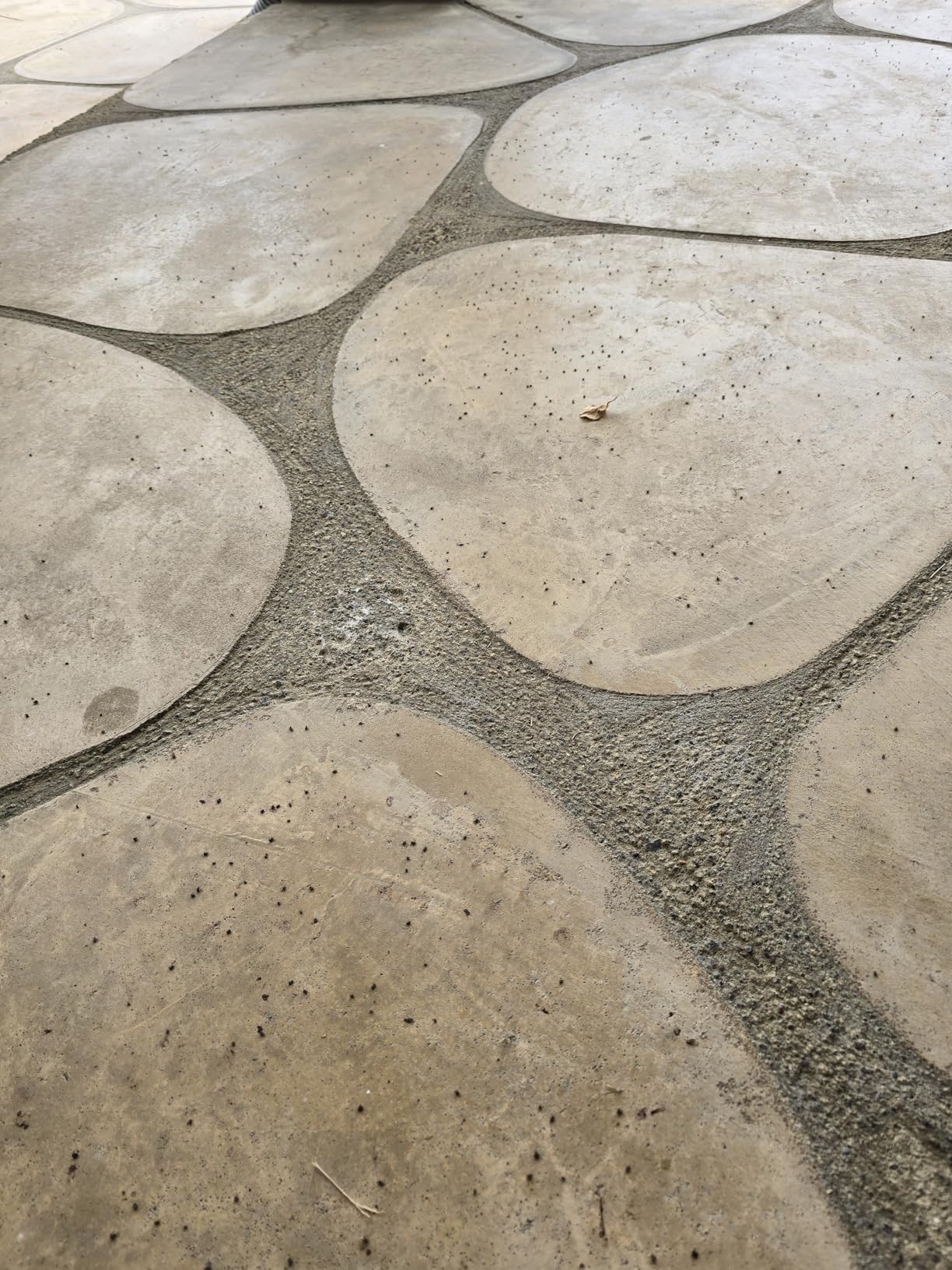 Wondercide - Ready to Use Flea, Tick, and Mosquito Yard Spray with Natural Essential Oils - Mosquito and Insect Killer, Treatment, and Repellent - Plant-Based - Safe Around Pets, Plants, Kids - 32 oz - Customer Photo 2