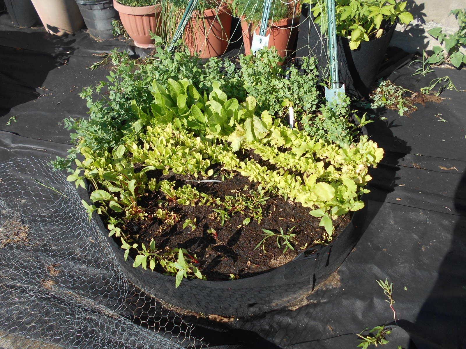 Bootstrap Farmer Large Grow Bag Raised Bed with Handles, 1 Pack, 100 Gallon - Customer Photo 1