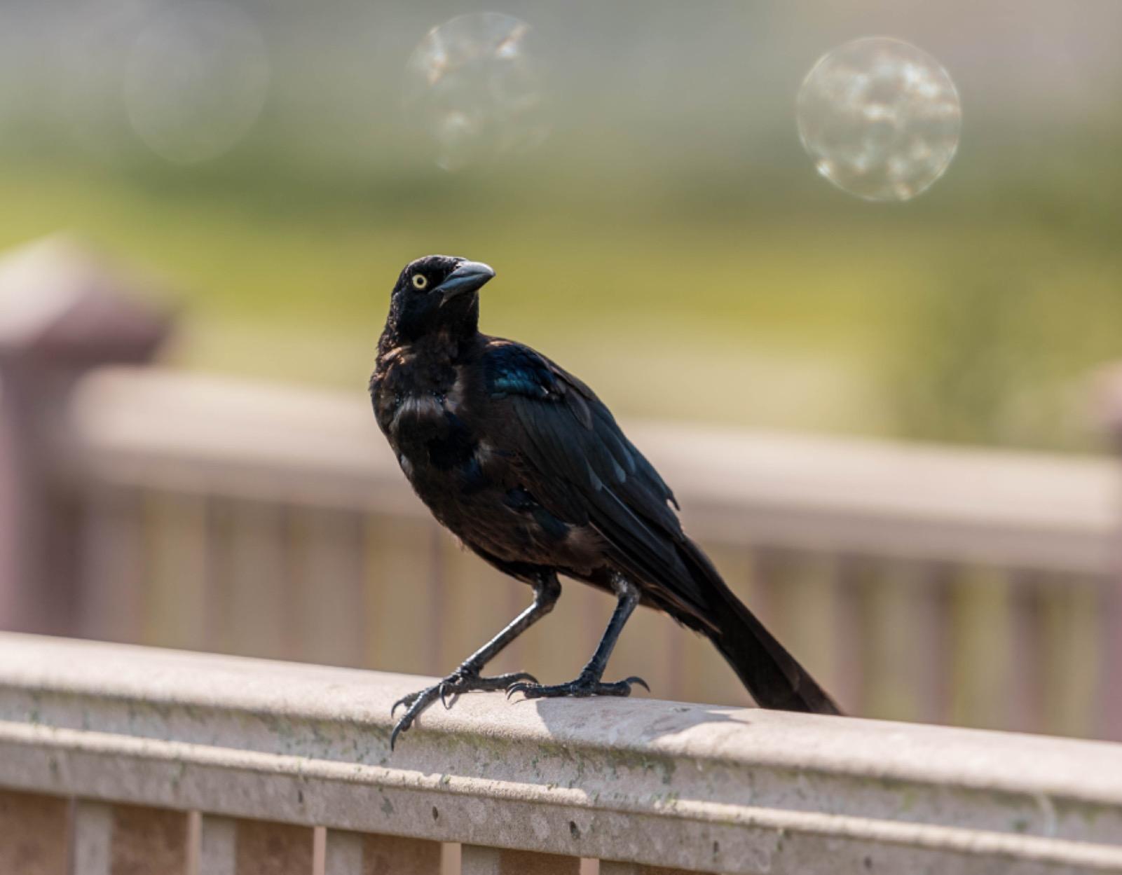 Sony FE 70-200mm f/2.8 GM OSS Lens - Customer Photo 2