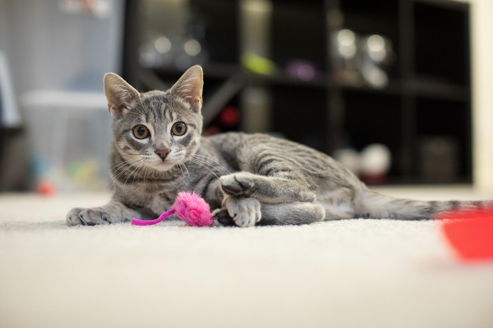 Canon EOS 5D Mark IV Digital SLR Camera (Body Only), Full-Frame DSLR Camera, 30.4 Megapixel CMOS Sensor, 4K Video, Content Creator Camera, EF Mount, Black Customer Review Canon EOS 5D Mark IV Digital SLR Camera (Body Only), Full-Frame DSLR Camera, 30.4 Megapixel CMOS Sensor, 4K Video, Content Creator Camera, EF Mount, Black - Customer Photo 1