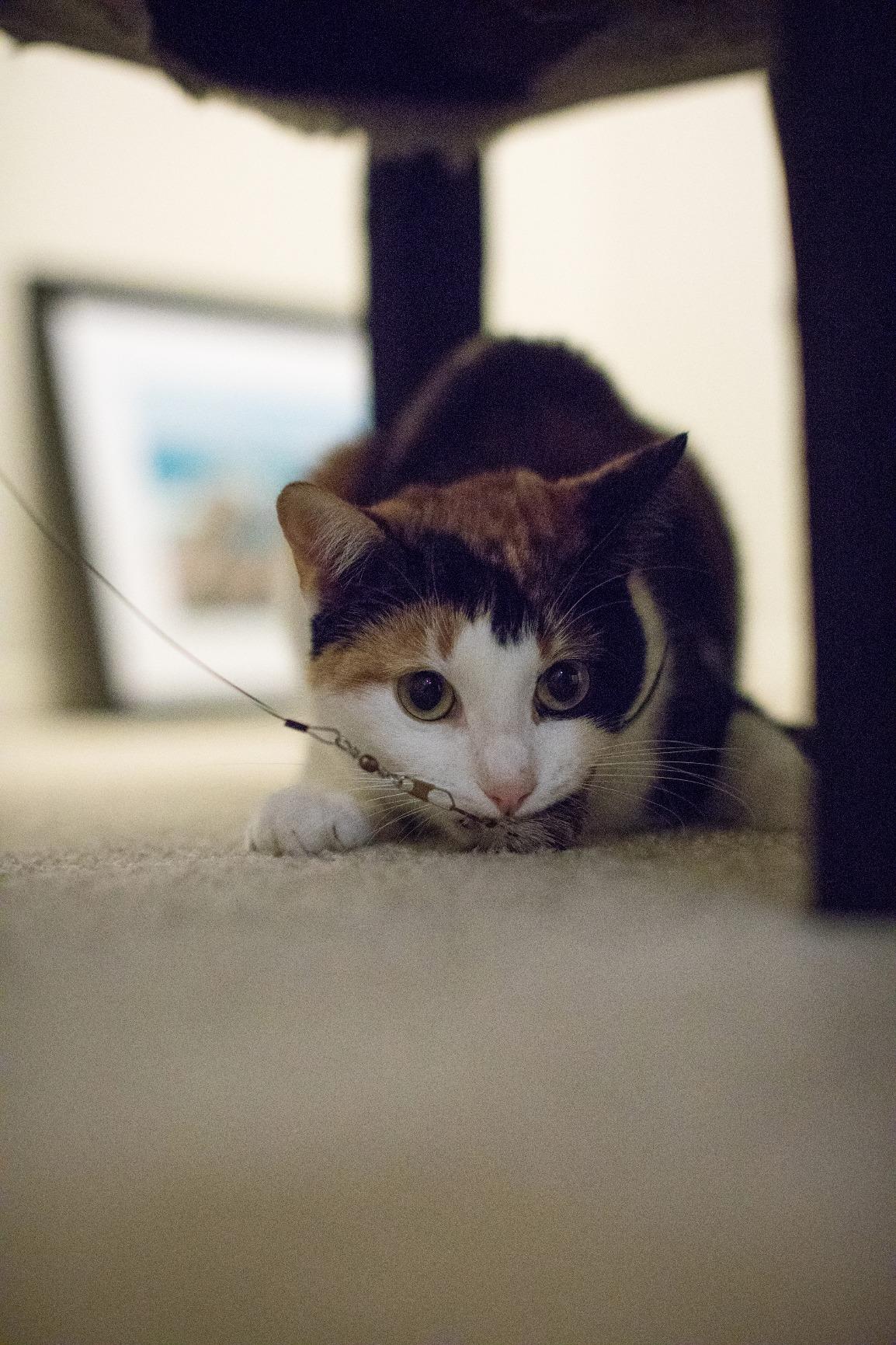 Canon EOS 5D Mark IV Digital SLR Camera (Body Only), Full-Frame DSLR Camera, 30.4 Megapixel CMOS Sensor, 4K Video, Content Creator Camera, EF Mount, Black Customer Review Canon EOS 5D Mark IV Digital SLR Camera (Body Only), Full-Frame DSLR Camera, 30.4 Megapixel CMOS Sensor, 4K Video, Content Creator Camera, EF Mount, Black - Customer Photo 2