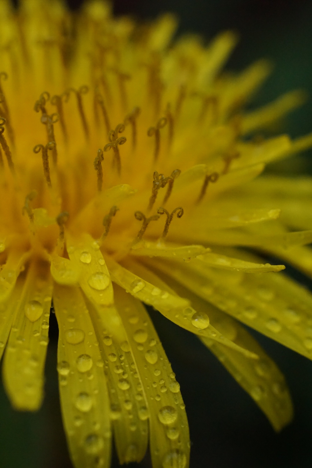 Sony SEL50M28 FE 50mm F2.8 Full Frame E-mount Lens (Black) - Customer Photo 2