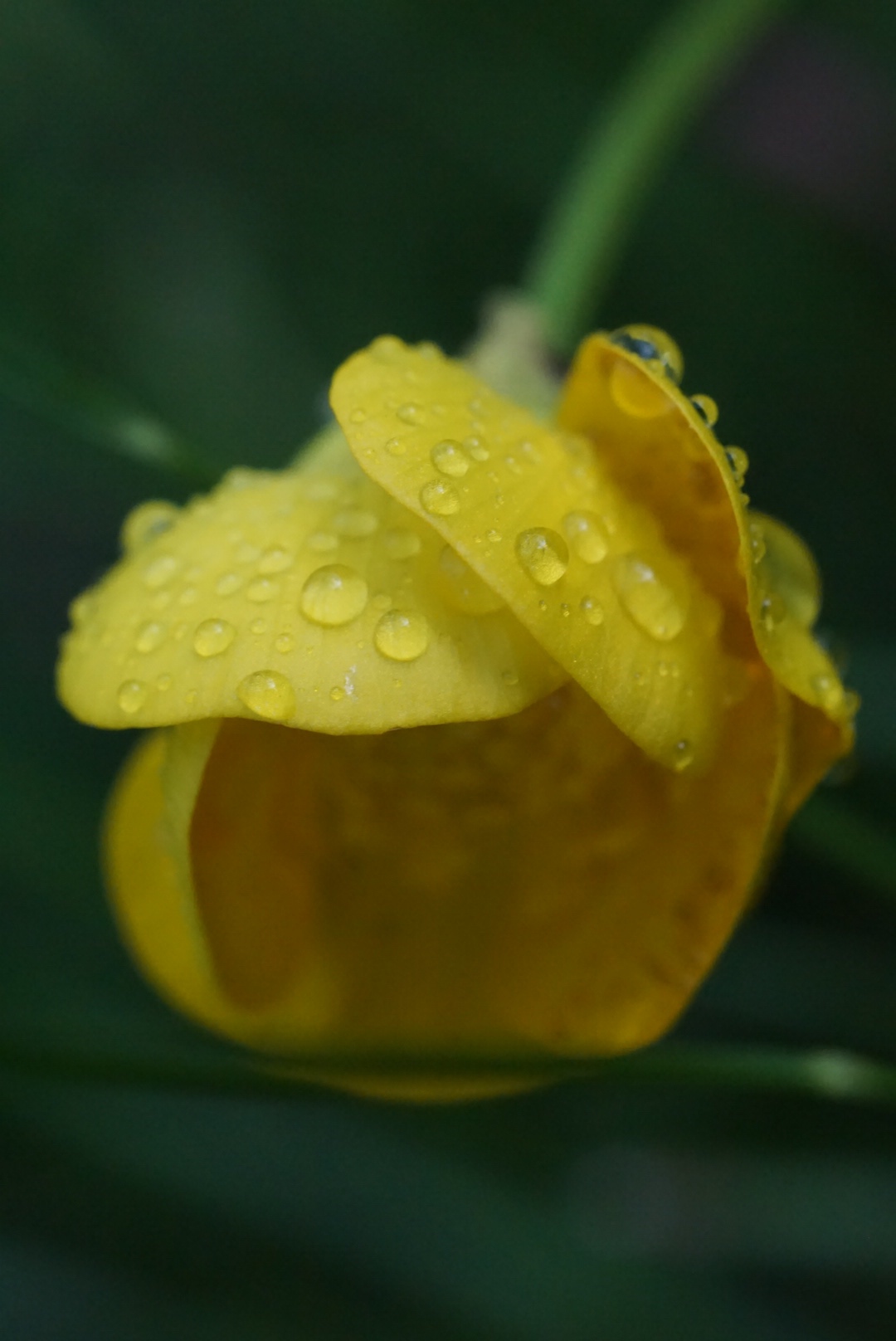 Sony SEL50M28 FE 50mm F2.8 Full Frame E-mount Lens (Black) - Customer Photo 5