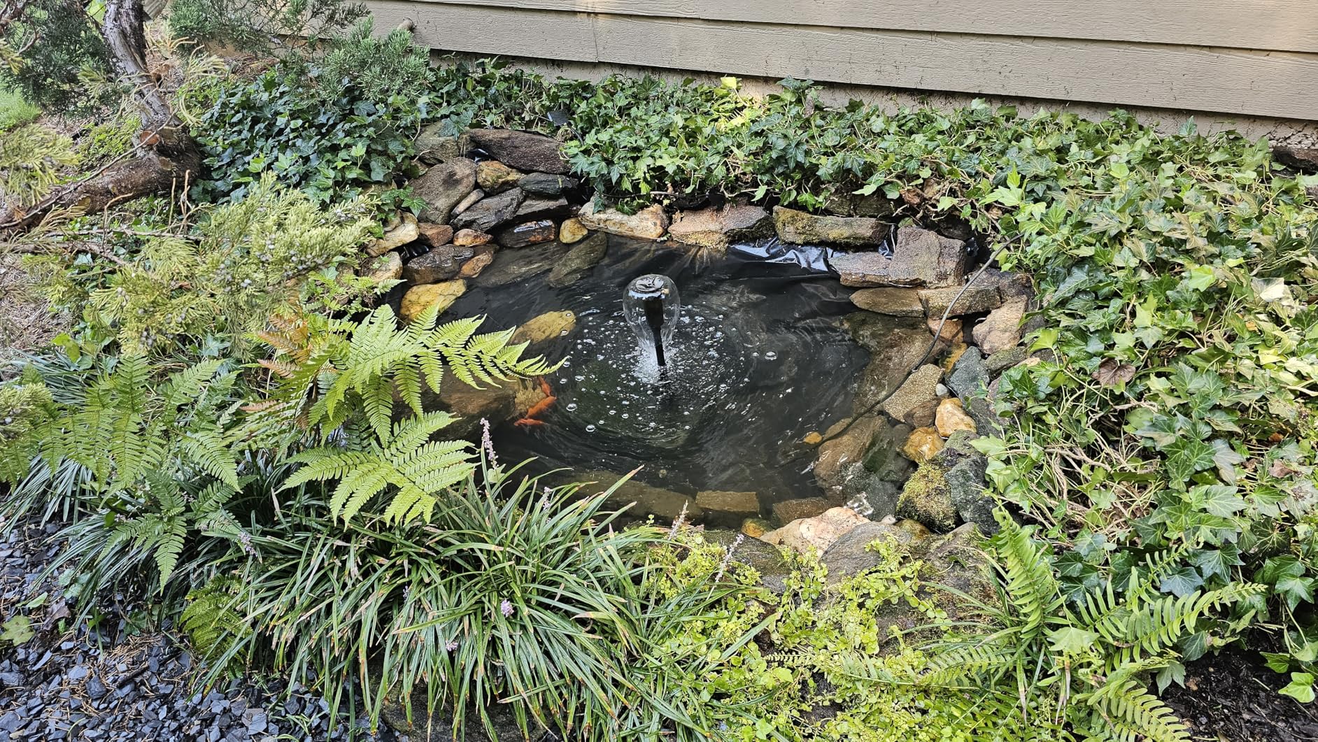 CNZ All-in One Pond Filter System with 13W UV Sterilizer 660 GPH Pump Fountain Kits Customer Review CNZ All-in One Pond Filter System with 13W UV Sterilizer 660 GPH Pump Fountain Kits - Customer Photo 1