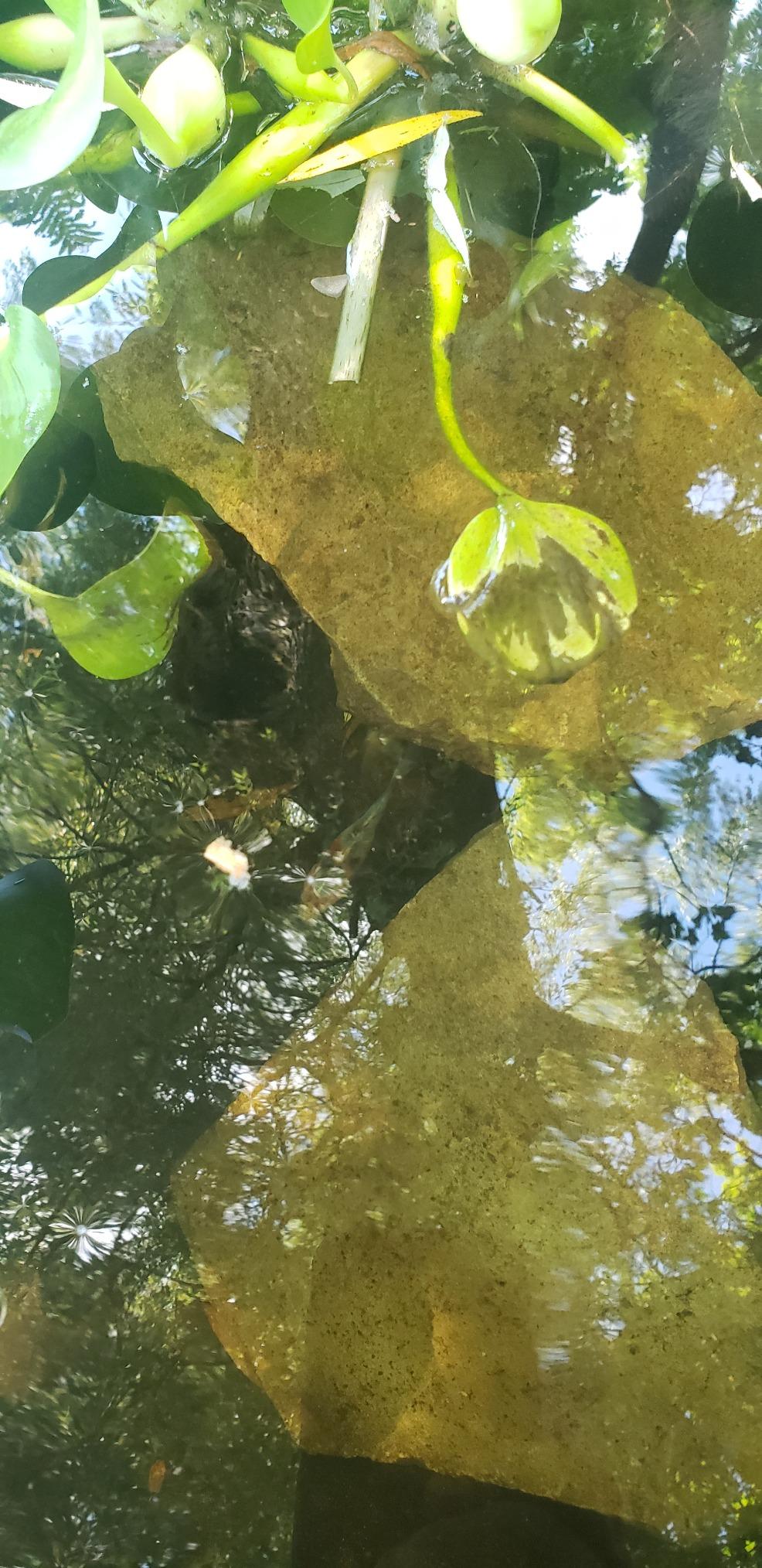 CNZ All-in One Pond Filter System with 13W UV Sterilizer 660 GPH Pump Fountain Kits Customer Review CNZ All-in One Pond Filter System with 13W UV Sterilizer 660 GPH Pump Fountain Kits - Customer Photo 2