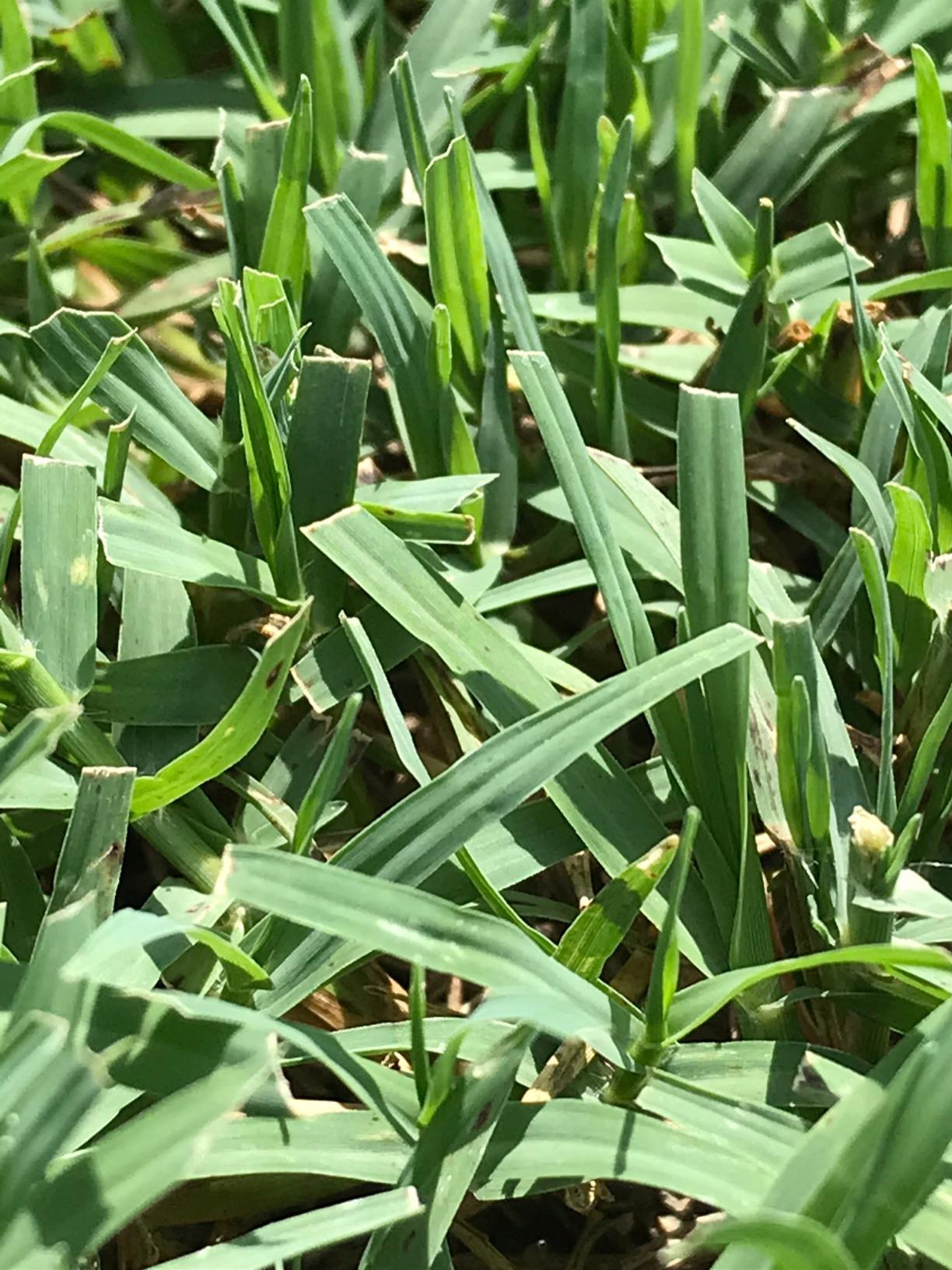 Earthwise 1715-16EW 16-Inch 7-Blade Push Reel Lawn Mower, Grey - Customer Photo 3