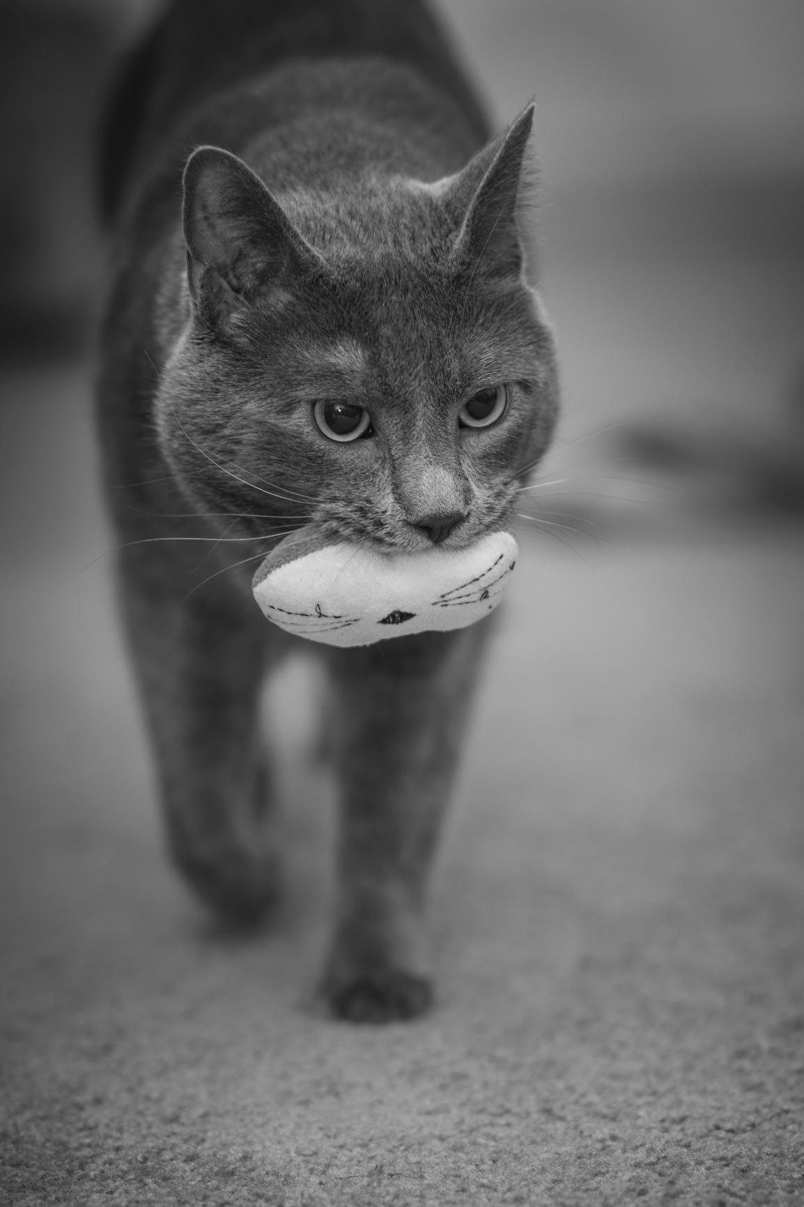 Sigma 85mm f/1.4 DG HSM Art Lens for Canon EF - Customer Photo 1