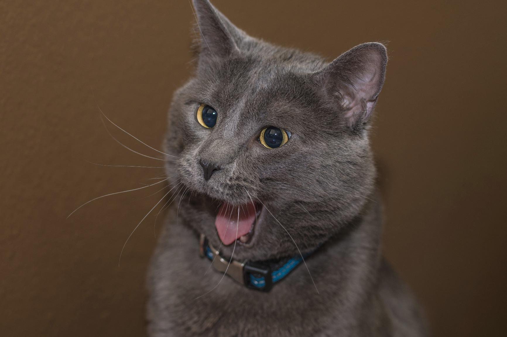 Sigma 85mm f/1.4 DG HSM Art Lens - Customer Photo 2