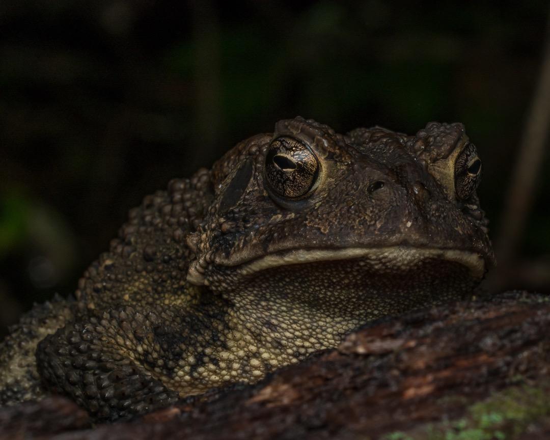 OM SYSTEM Olympus OM-D E-M1 Mark II Camera Body Only, (Black) Customer Review OM SYSTEM Olympus OM-D E-M1 Mark II Camera Body Only, (Black) - Customer Photo 1