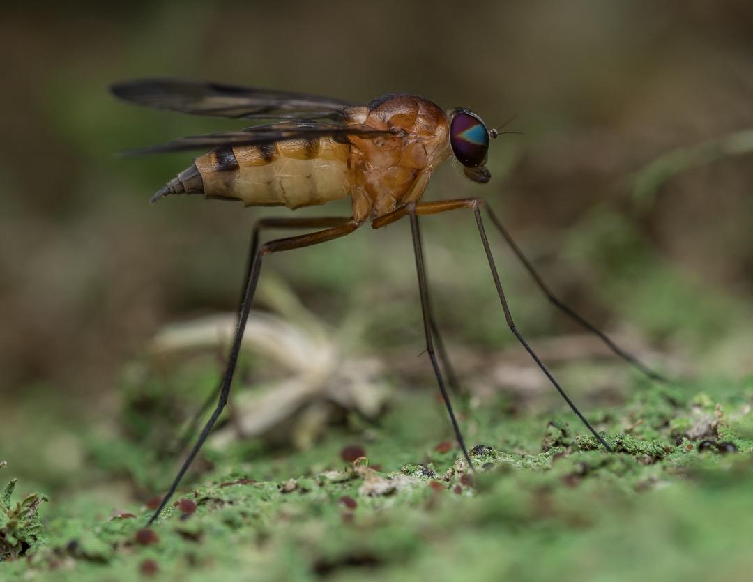 OM SYSTEM Olympus OM-D E-M1 Mark II Camera Body Only, (Black) Customer Review OM SYSTEM Olympus OM-D E-M1 Mark II Camera Body Only, (Black) - Customer Photo 2