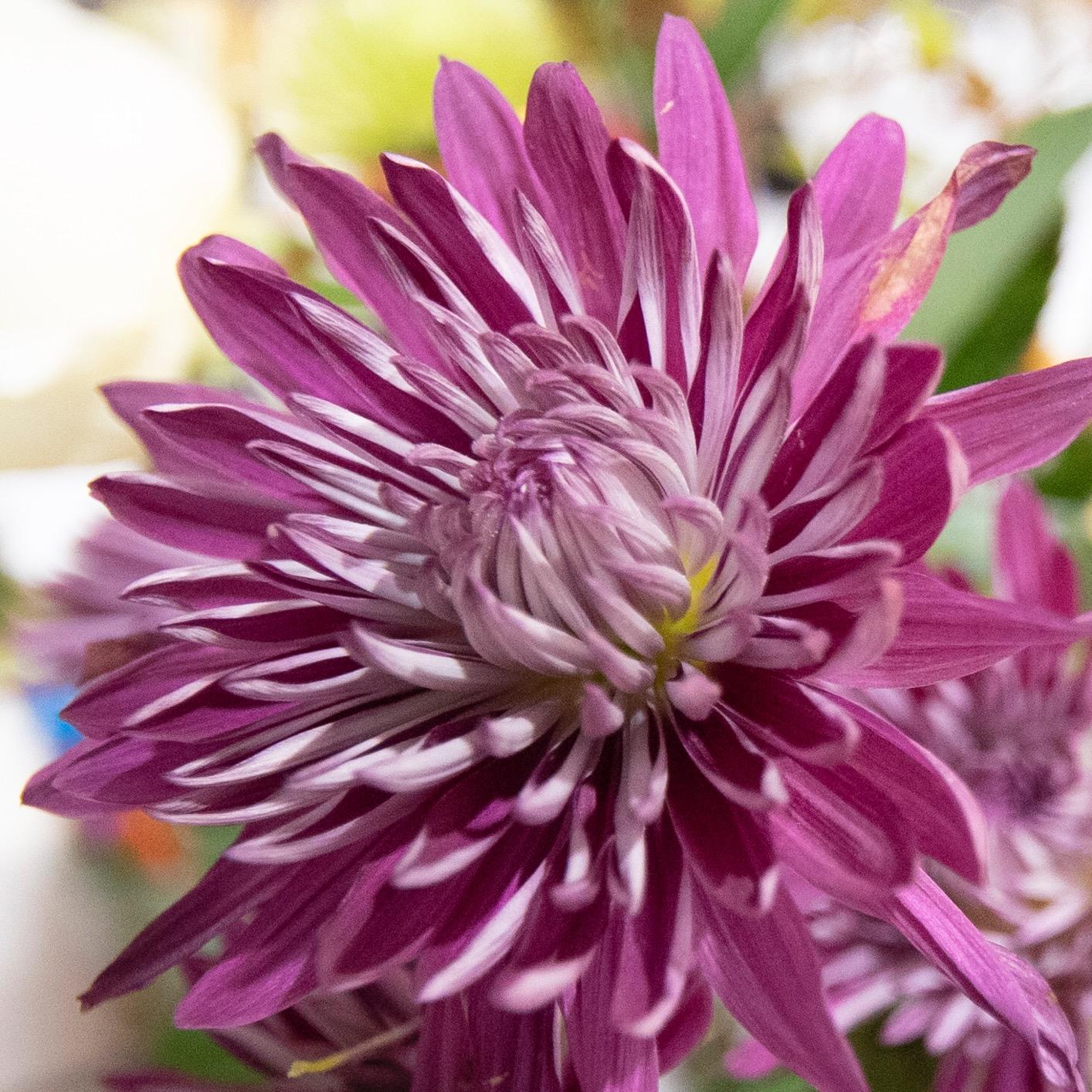 Laowa 12mm f/2.8 Zero-D (Black) for Sony FE - Customer Photo 2