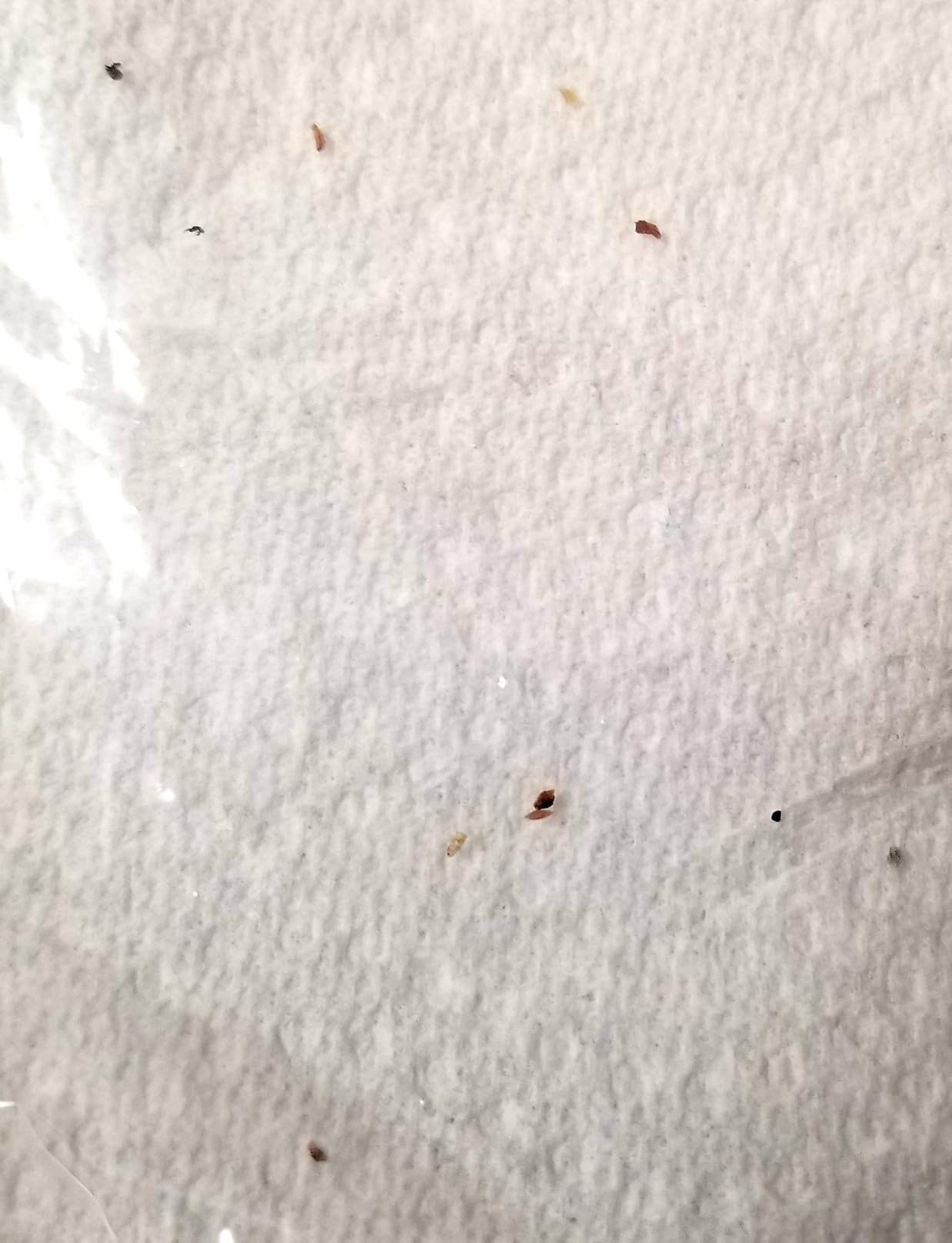 Hot Shot Ready-to-Use Bed Bug Killer Spray, Kills Bed Bugs and Bed Bug Eggs, Kills Fleas and Dust Mites, 32 Ounce - Customer Photo 2