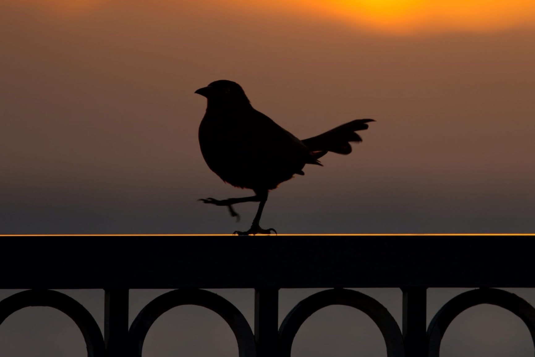 Tamron SP 70-200mm F/2.8 Di VC G2 for Canon EF DSLR (6 Year Limited USA Warranty for New Lenses Only) - Customer Photo 1