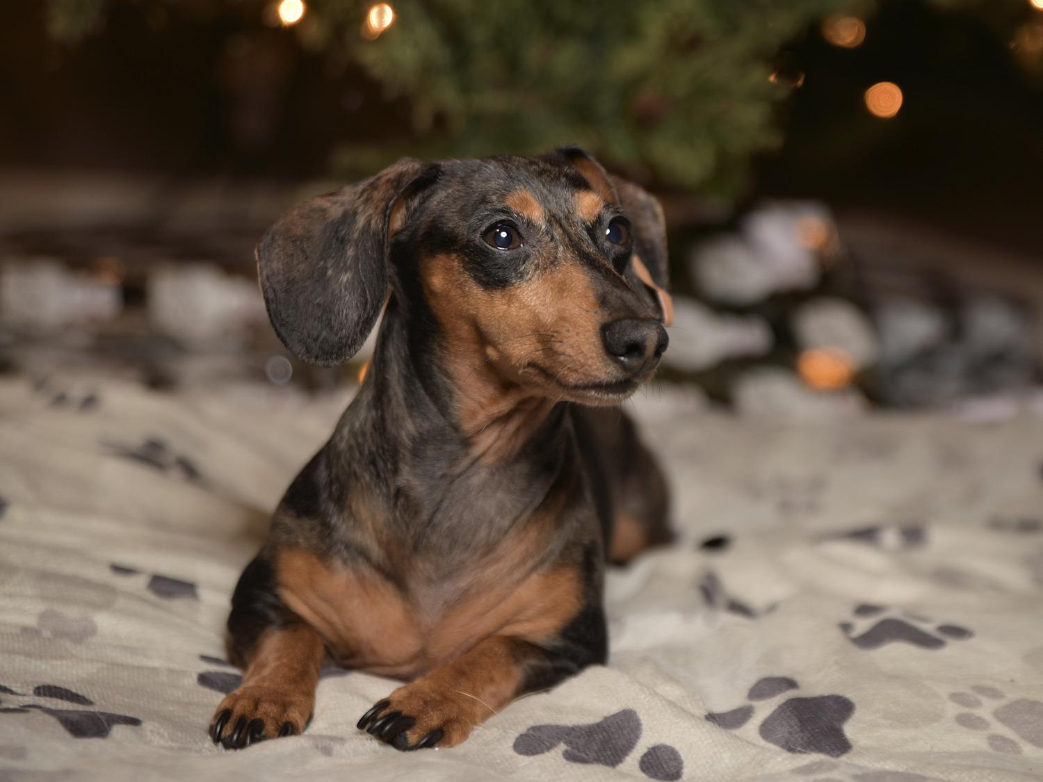 Godox AD-S3 Beauty Dish Reflector with Honeycomb Cover for AD200Pro II AD200Pro AD200 Pocket Flash AD180 AD360 AD360II Flash Speedlite - Customer Photo 1