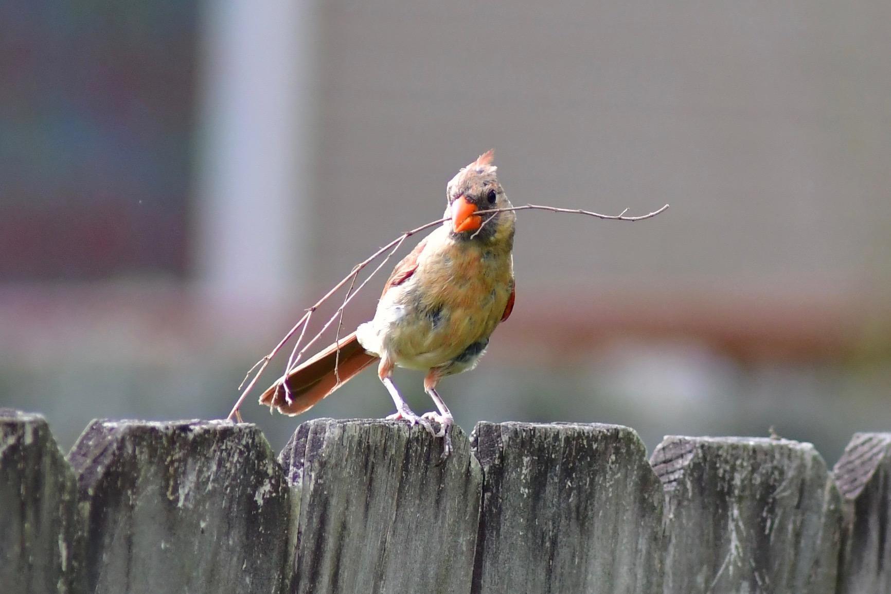 Nikon D7500 DX-Format Digital SLR Body - Customer Photo 4