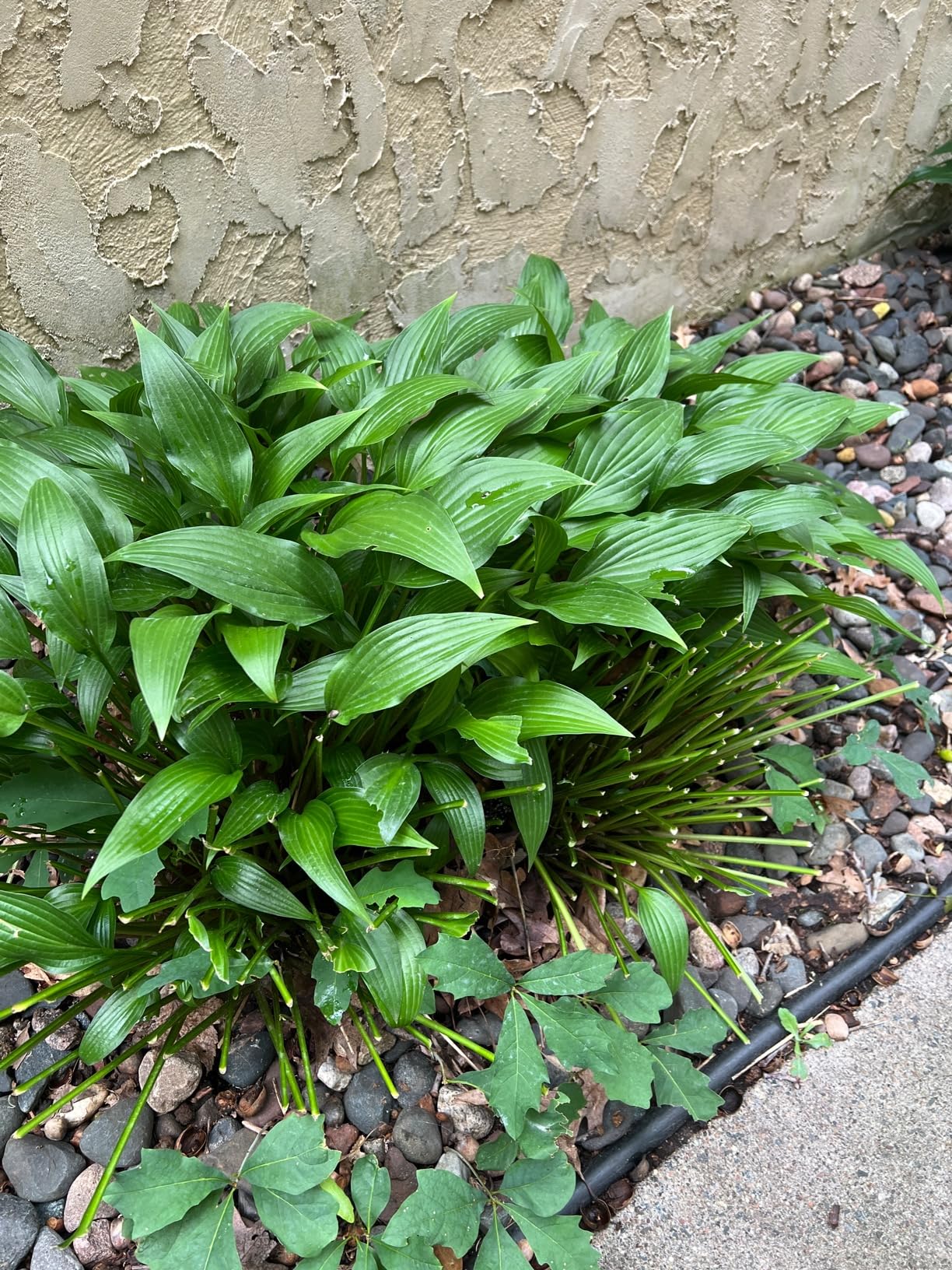 Nature's MACE Deer and Rabbit MACE, Deer Repellent Spray For Plants, 40oz Ready-To-Use, Deer Deterrent, For Home & Garden, Protect Plants Fast, Keep Deer Out, Safe Around People, Pets, Plants, Produce - Customer Photo 2