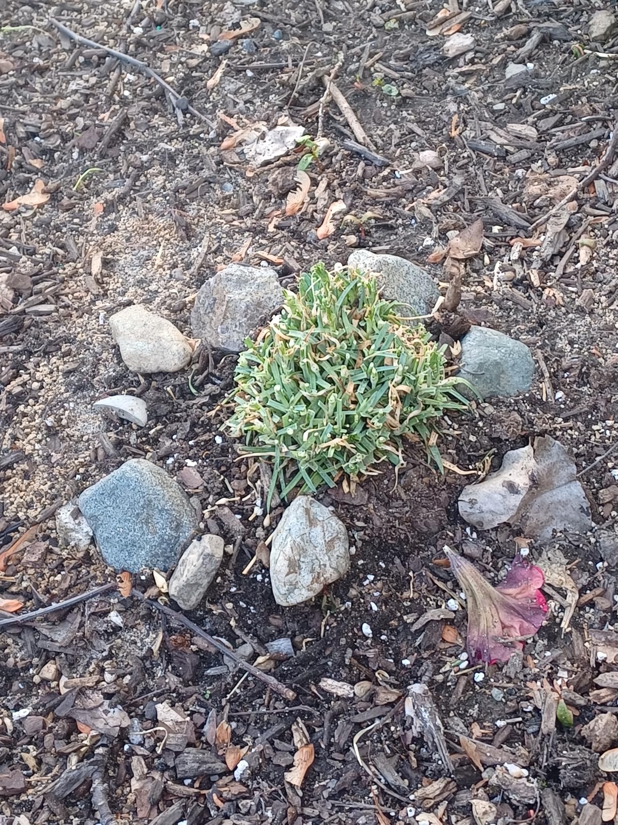 Nature's MACE Rabbit MACE Granules, Rabbit Repellent for Gardens, Lawns, Farms & Landscapes, Treats 1,350 sq ft, Granular Deterrent, 3 Pounds, All-Season Use, Safe for Pets, Children, and Plants - Customer Photo 2