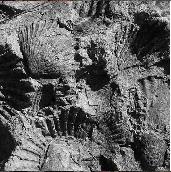 Nikon W300 Waterproof Underwater Digital Camera with TFT LCD, 3