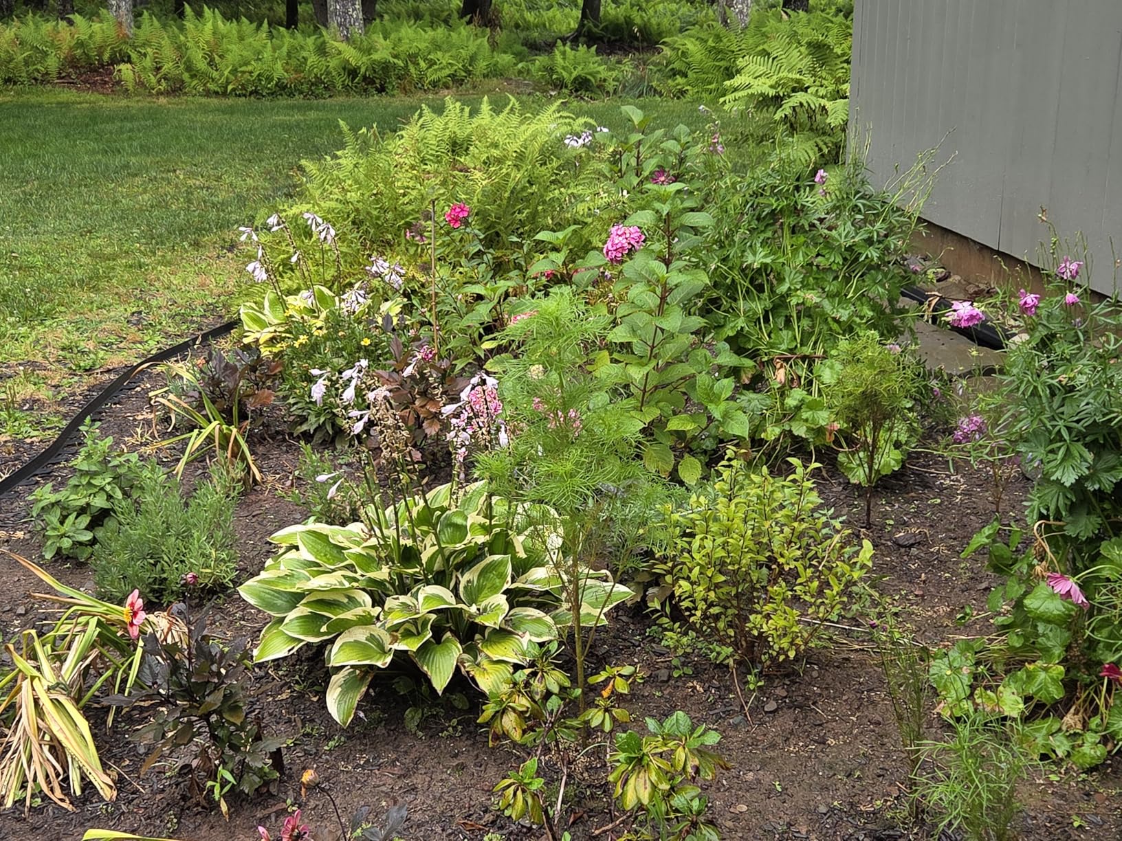 Nature's MACE Deer Repellent Granular, 6 Pounds, Repel Deer from Your Garden, Yard, Flowers, Protect Plants Fast, Deer Repellent for Plants, Create a Deer Free Barrier, Deer and Rabbit Repellent - Customer Photo 1