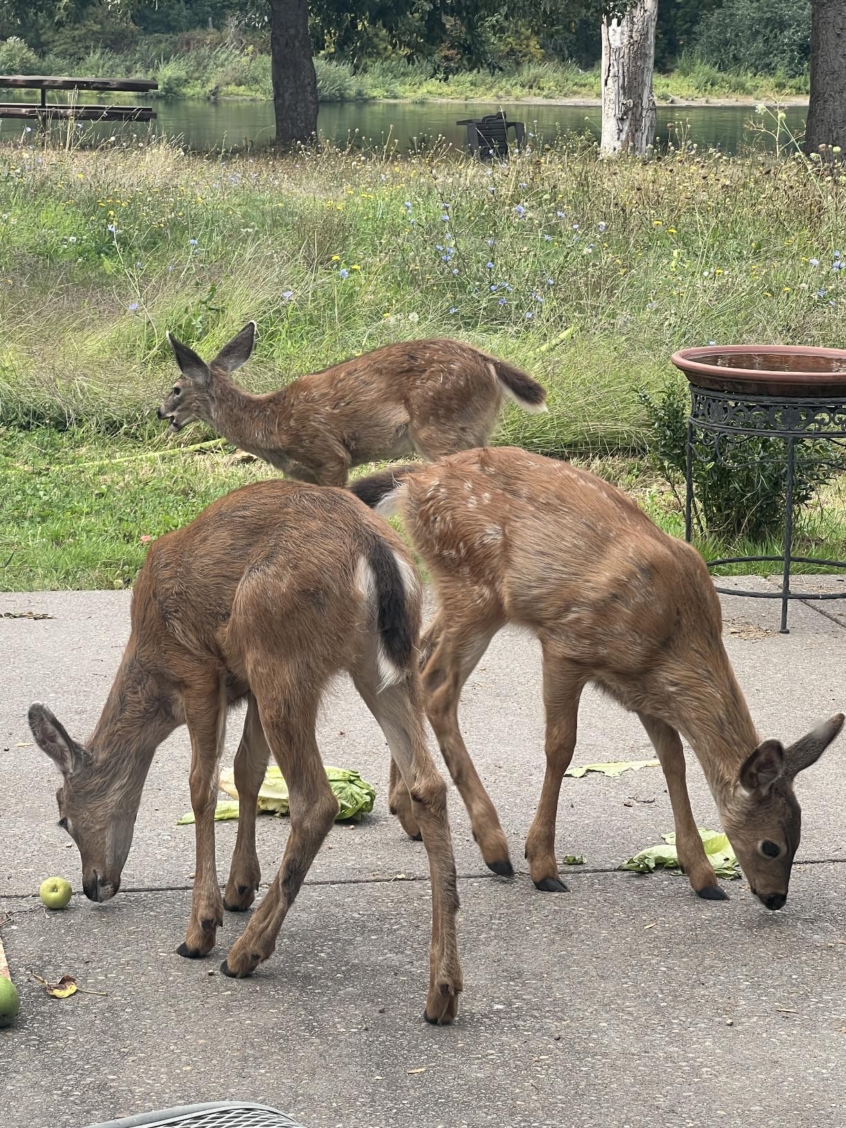 Nature's MACE Deer Repellent Granular, 6 Pounds, Repel Deer from Your Garden, Yard, Flowers, Protect Plants Fast, Deer Repellent for Plants, Create a Deer Free Barrier, Deer and Rabbit Repellent - Customer Photo 2
