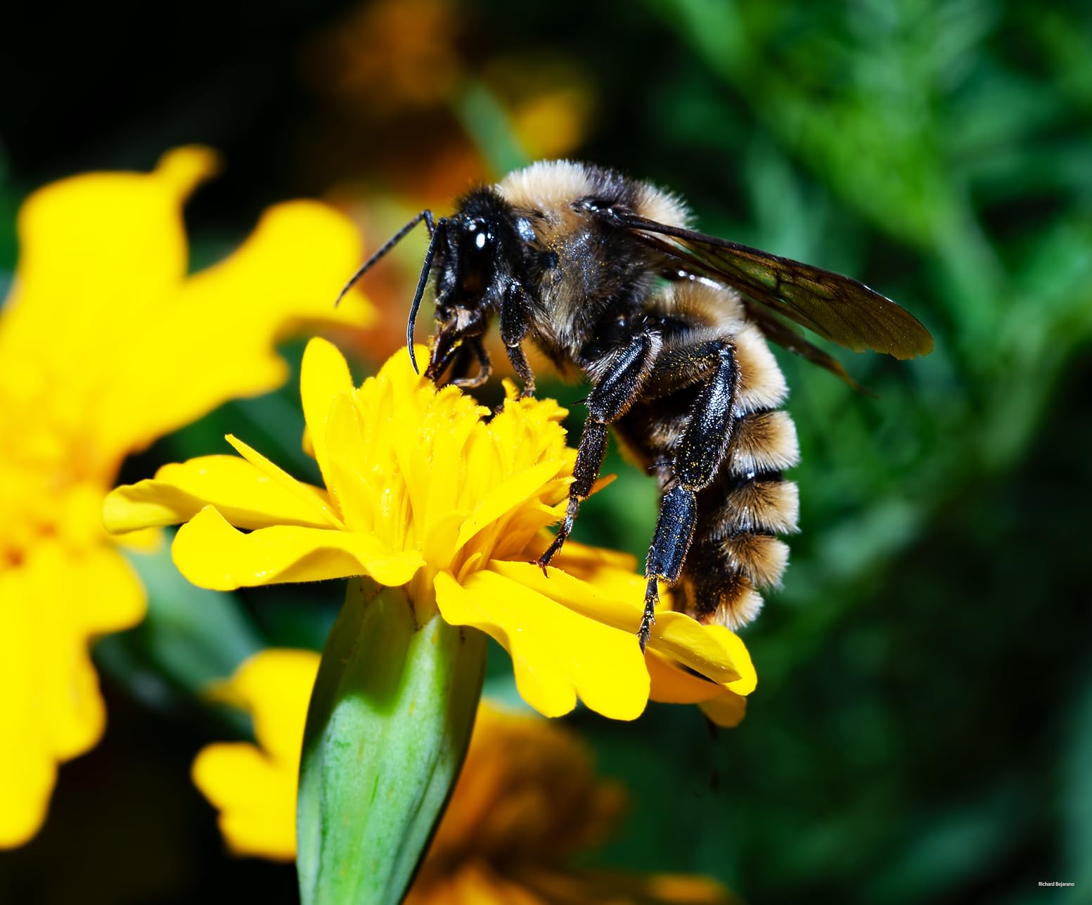 Tamron 18-400mm F/3.5-6.3 DI-II VC HLD All-In-One Zoom For Nikon APS-C Digital SLR Cameras (6 Year Limited USA Warranty) Customer Review Tamron 18-400mm F/3.5-6.3 DI-II VC HLD All-In-One Zoom For Nikon APS-C Digital SLR Cameras (6 Year Limited USA Warranty) - Customer Photo 1