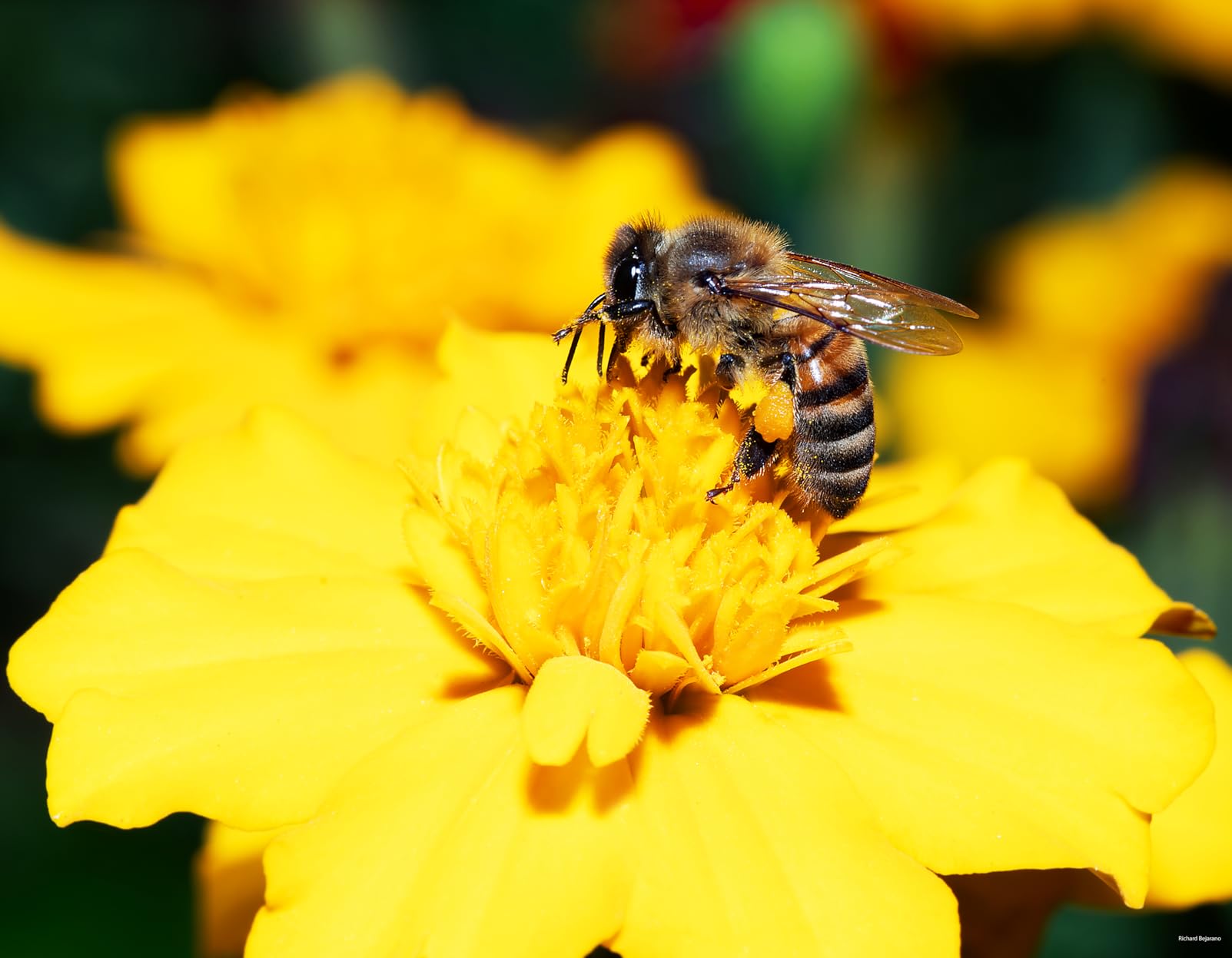 Tamron 18-400mm F/3.5-6.3 DI-II VC HLD All-In-One Zoom For Nikon APS-C Digital SLR Cameras (6 Year Limited USA Warranty) Customer Review Tamron 18-400mm F/3.5-6.3 DI-II VC HLD All-In-One Zoom For Nikon APS-C Digital SLR Cameras (6 Year Limited USA Warranty) - Customer Photo 2