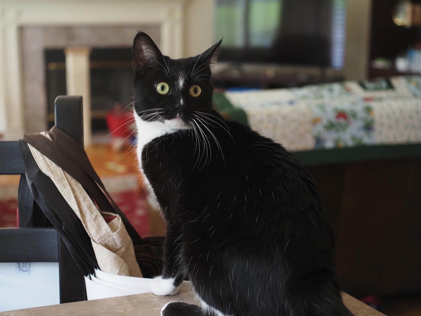 7artisans 25mm F1.8 Manual Focus Prime Fixed Lens for Olympus and Panasonic Micro Four Thirds MFT M4/3 Cameras - Black - Customer Photo 2