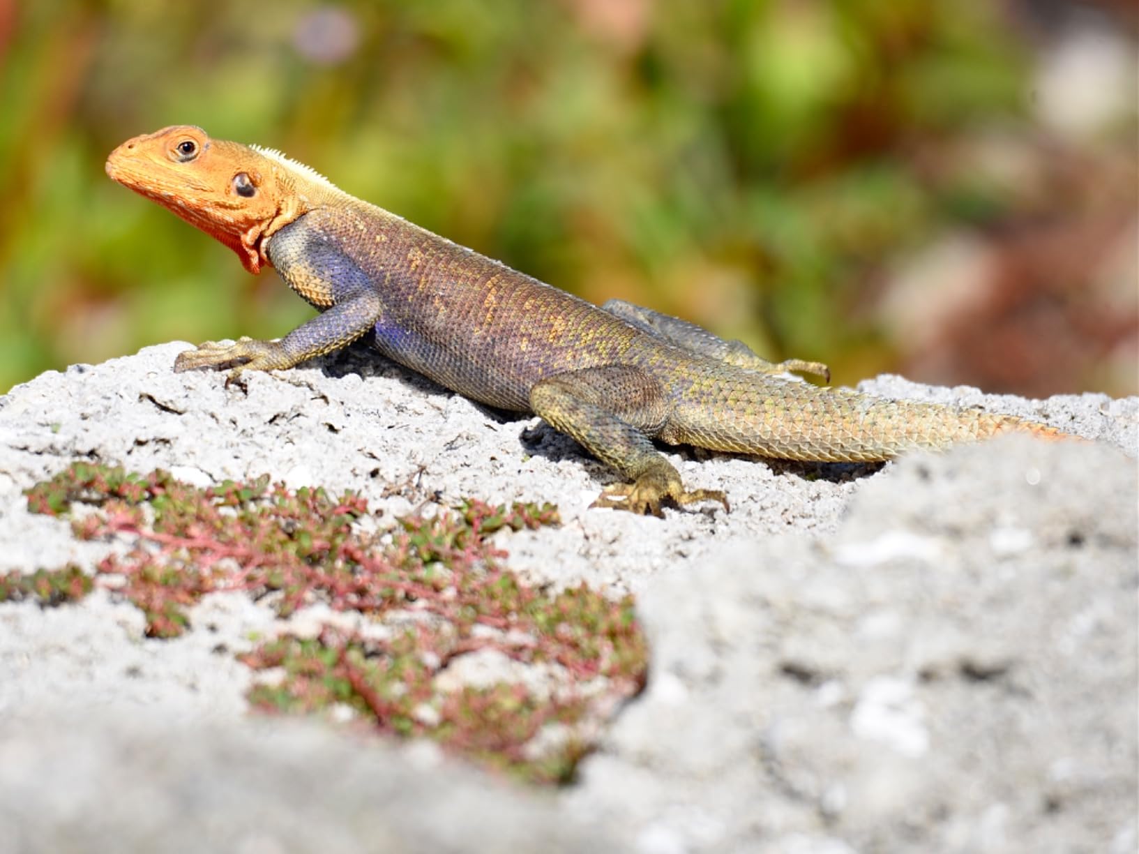 Tamron 100-400 mm F/4.5-6.3 Di VC USD Lens for Nikon - Black - Customer Photo 1