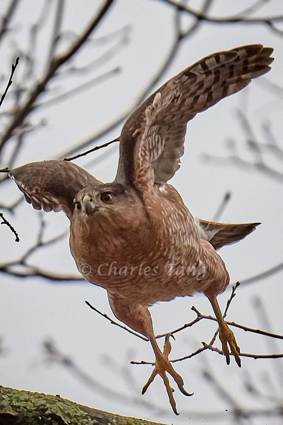 Tamron 100-400mm F/4.5-6.3 VC USD Telephoto Zoom Lens for Nikon - Customer Photo 1