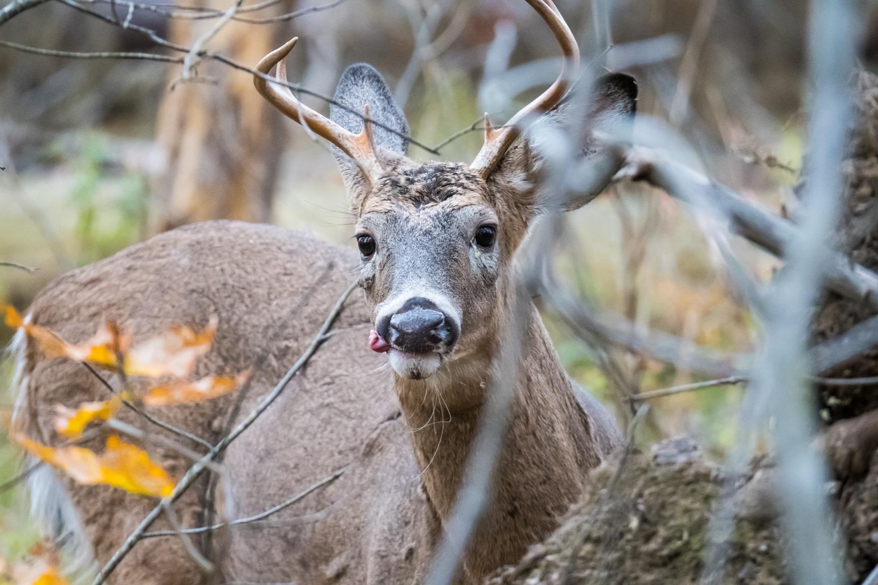 Tamron 100-400mm F/4.5-6.3 VC USD Telephoto Zoom Lens for Nikon - Customer Photo 2