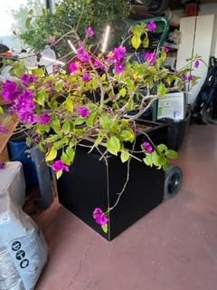 Veradek V-Resin Indoor/Outdoor Taper Planter, Set of 2 (30 inch, Black) Customer Review Veradek V-Resin Indoor/Outdoor Taper Planter, Set of 2 (30 inch, Black) - Customer Photo 2