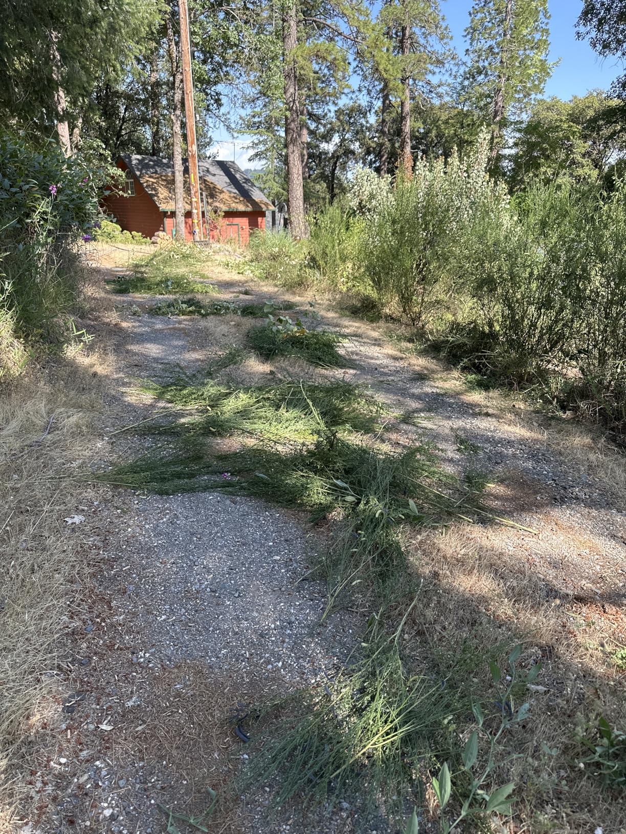 EGO POWER+ Hedge Trimmer Cordless, Electric Hedge Trimmer 24