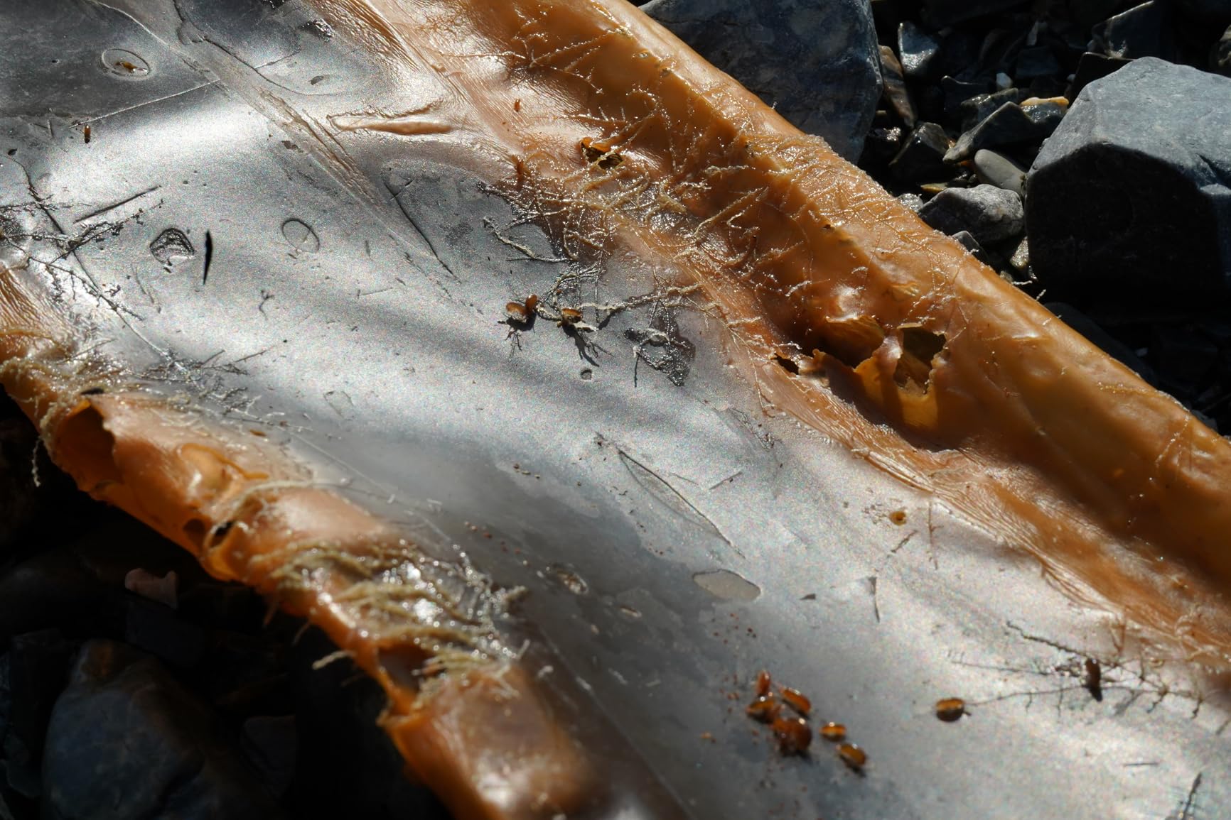 Sony Alpha 7 III Full-frame Mirrorless Interchangeable-Lens Camera with 28-70mm Lens Kit - Customer Photo 2