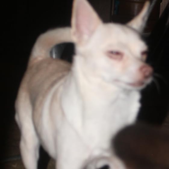 Canon EOS Rebel T7 DSLR Camera with 18-55mm Lens - Customer Photo 2