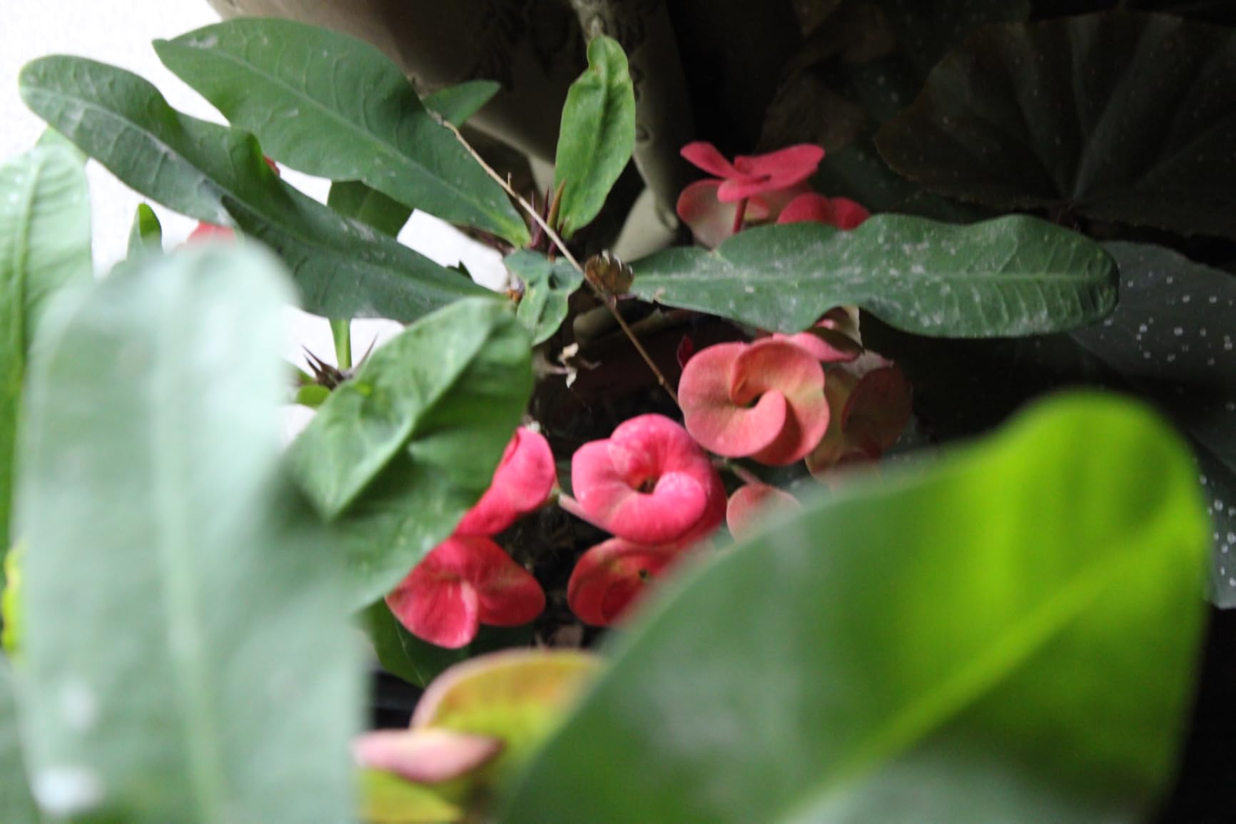 Canon EOS Rebel T7 DSLR Camera with 18-55mm Lens | Built-in Wi-Fi | 24.1 MP CMOS Sensor | DIGIC 4+ Image Processor and Full HD Videos - Customer Photo 4