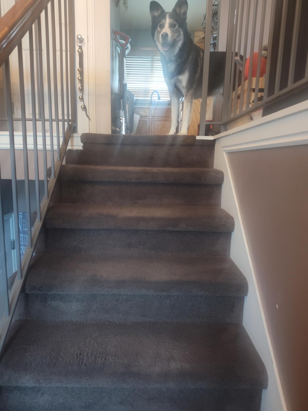 BISSELL Pet Hair Eraser Cordless Hand Vacuum, Lithium Ion, Home, Auto, and Pet Vacuum, Easy-Empty Dirt Bin, Upholstery Tool, Brush Tool, and Crevice Tool Included, 2390A - Customer Photo 1