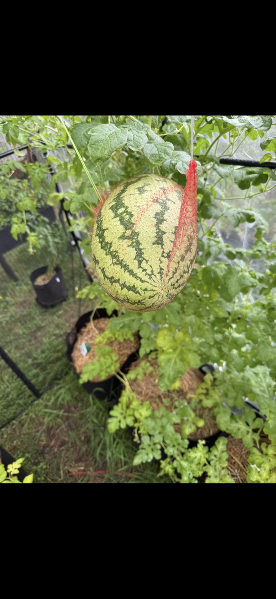 Gardzen 10-Pack 10 Gallon Grow Bags, 300G Thickened Aeration Fabric Pots with Handles, Heavy Duty Cloth Pots for Plants - Customer Photo 1